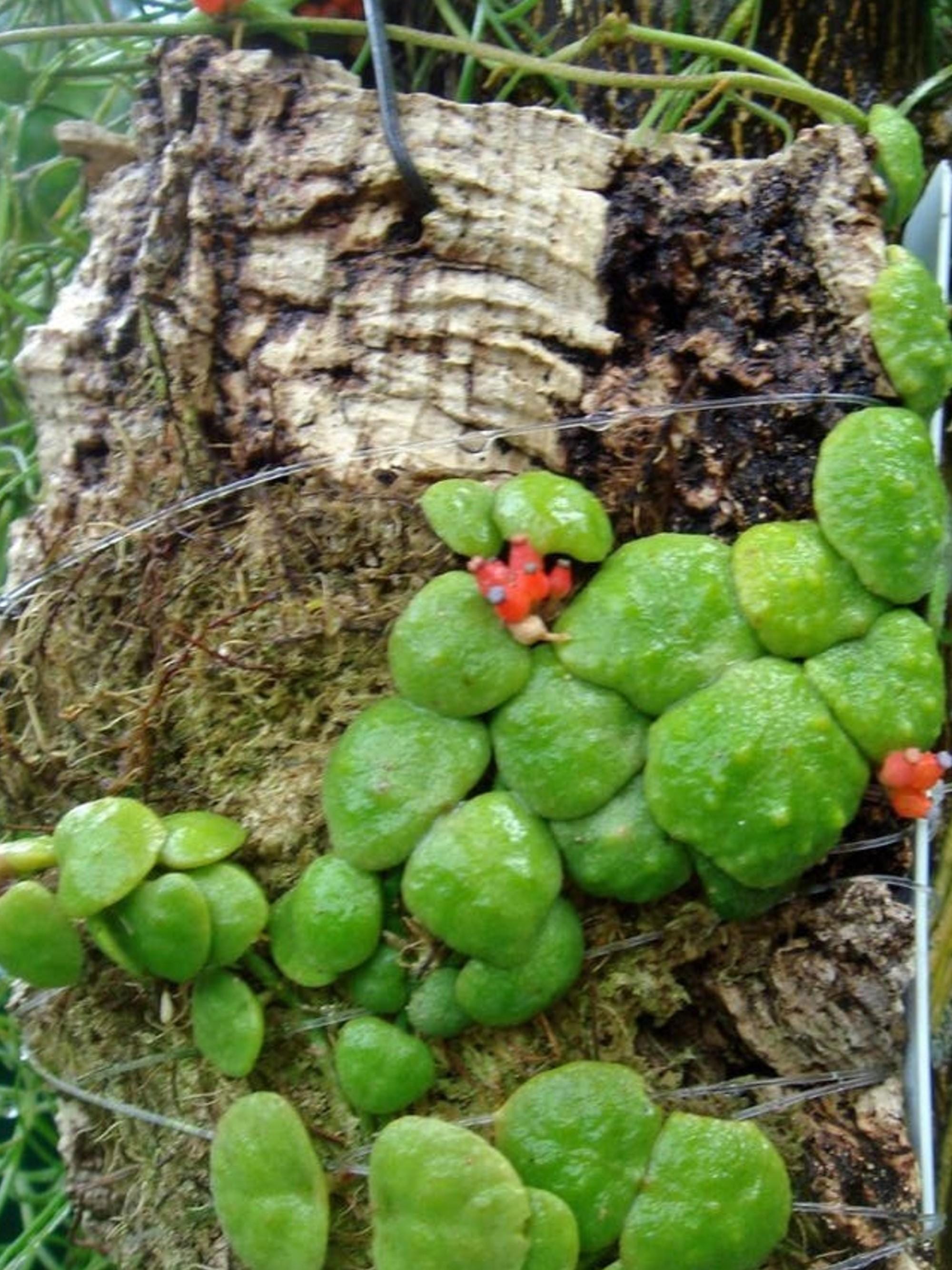 Dischidia Cochleata cutting