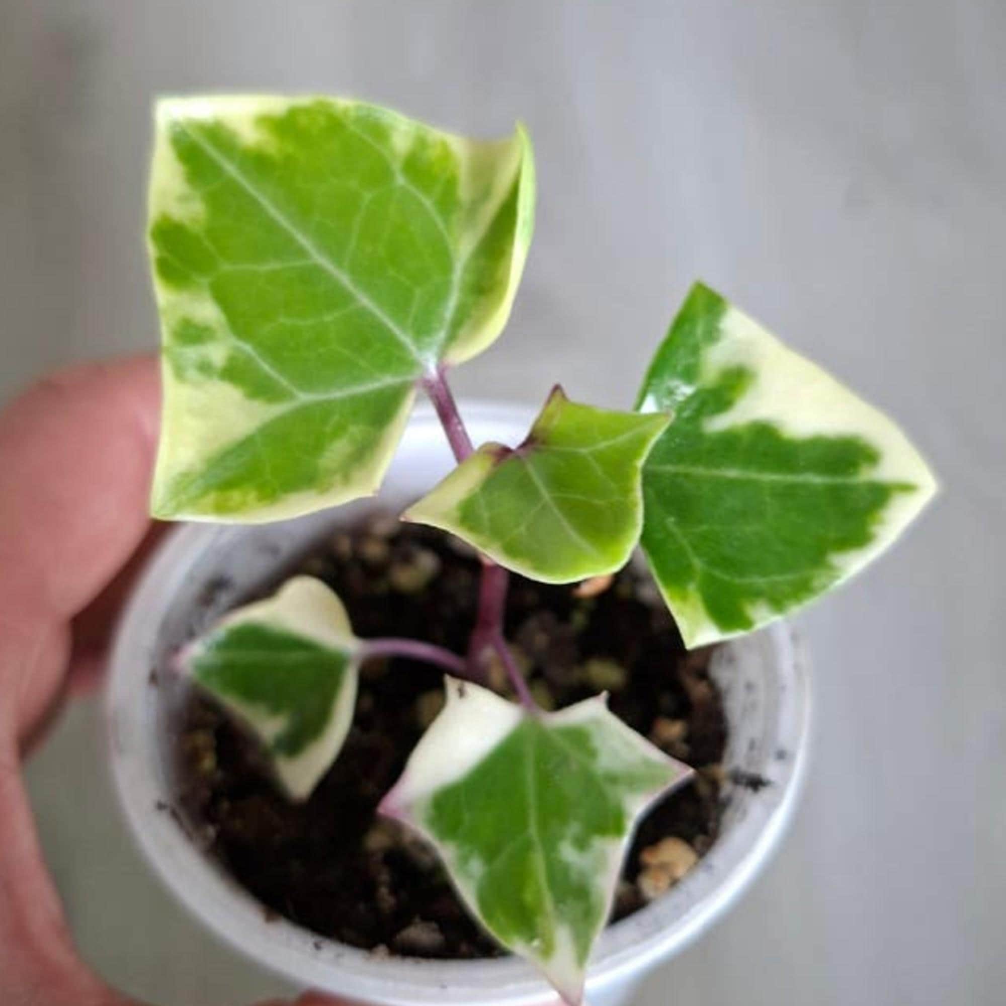 Senecio Macroglossus Variegata cutting