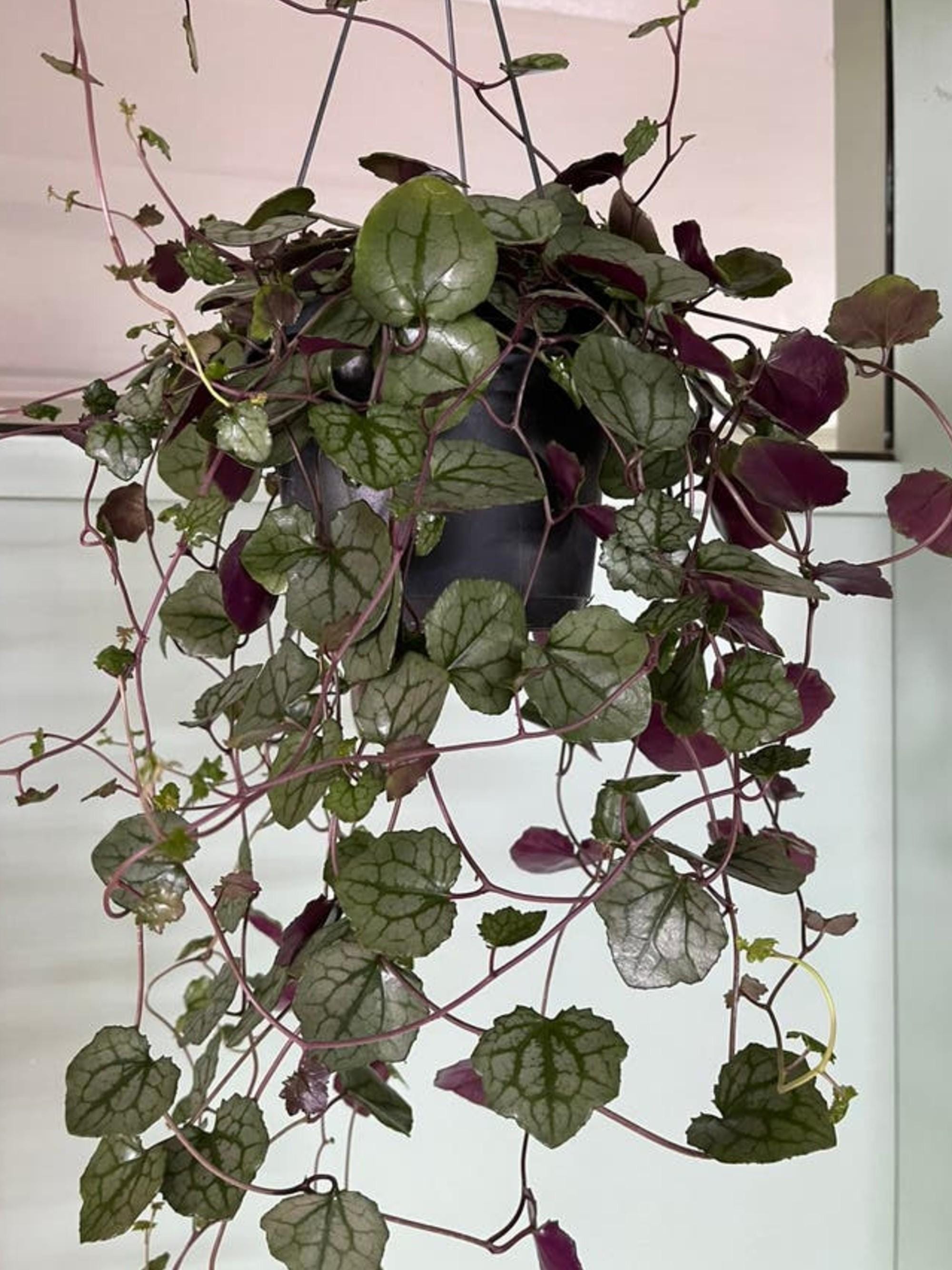 Senecio Mikanoides German Ivy cutting
