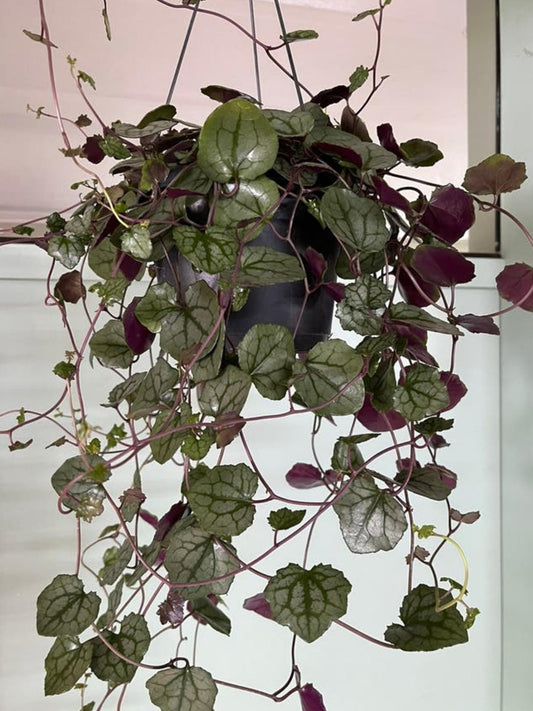 Senecio Mikanoides German Ivy cutting