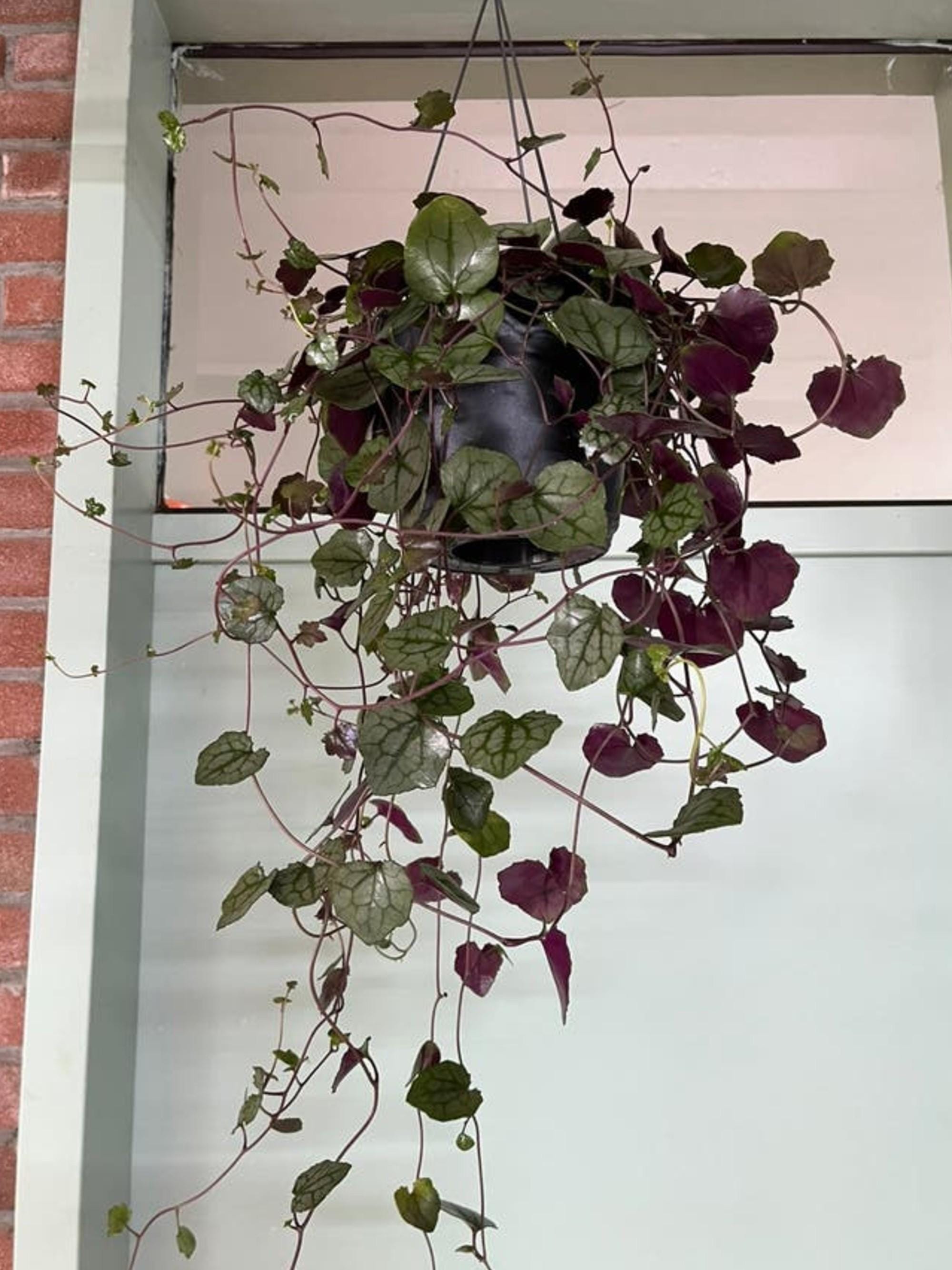 Senecio Mikanoides German Ivy cutting