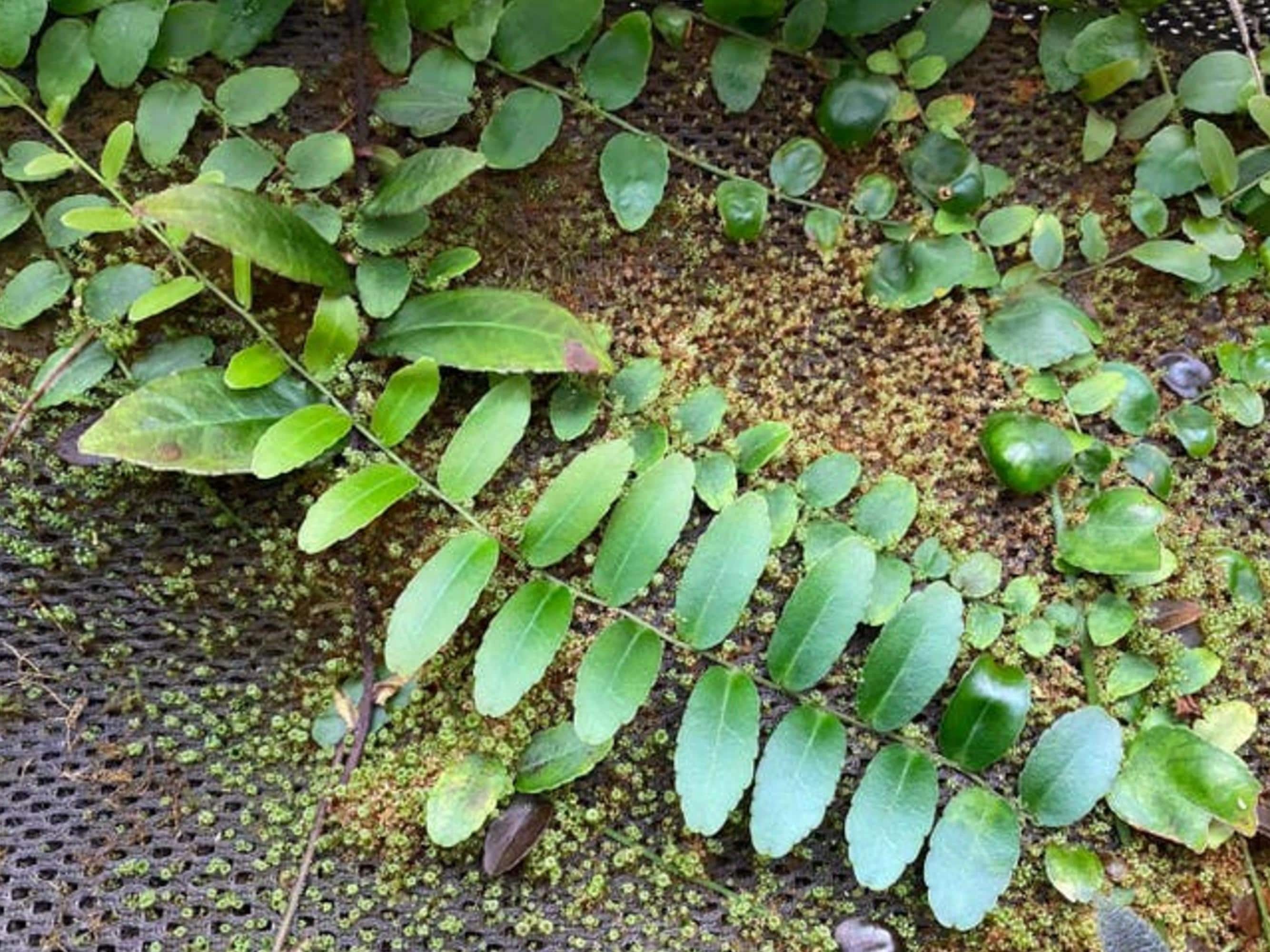 Marcgravia Rectifolia cutting