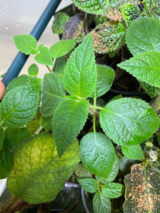 Kohleria Inaequalis cutting