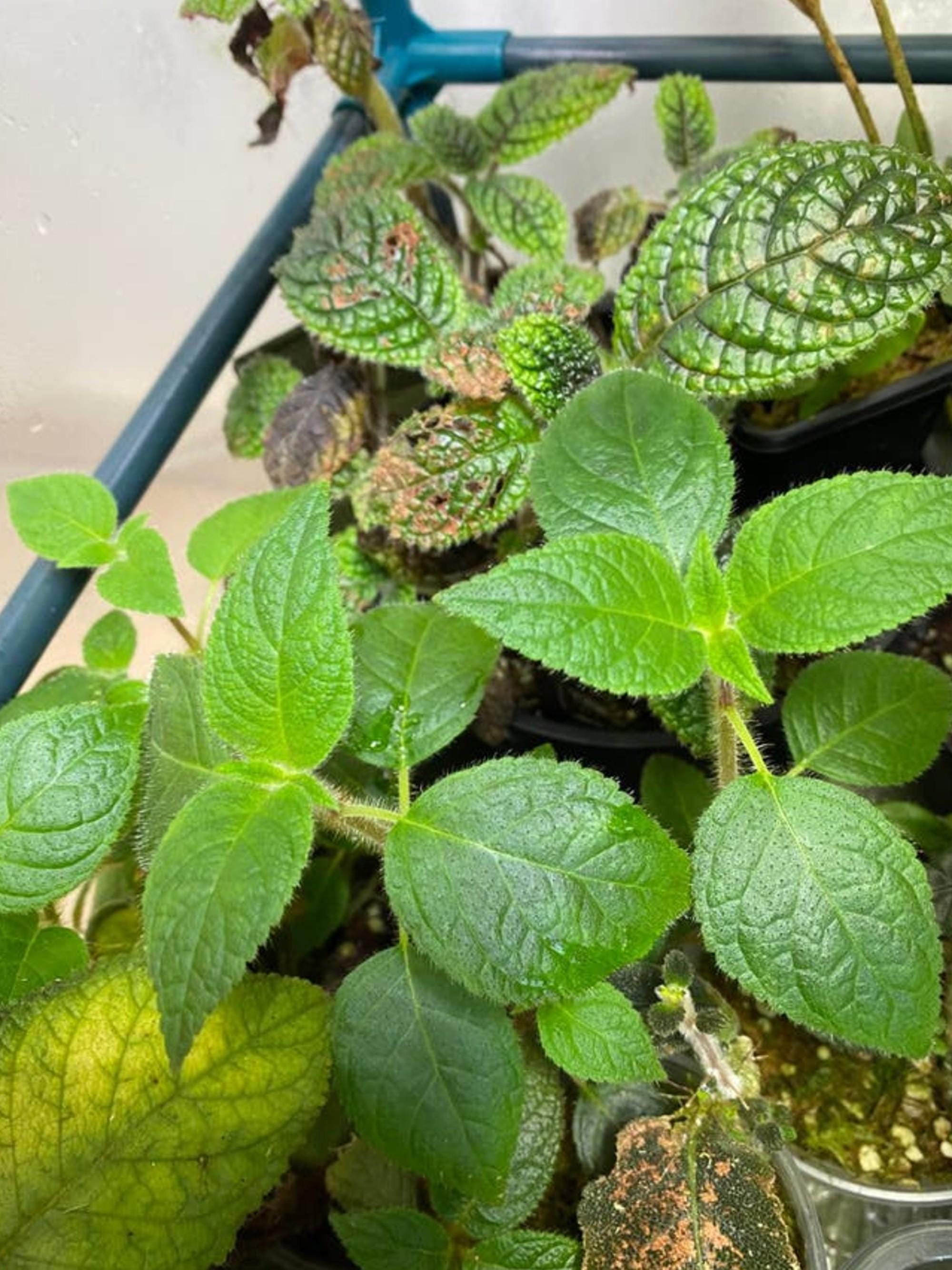 Kohleria Inaequalis cutting