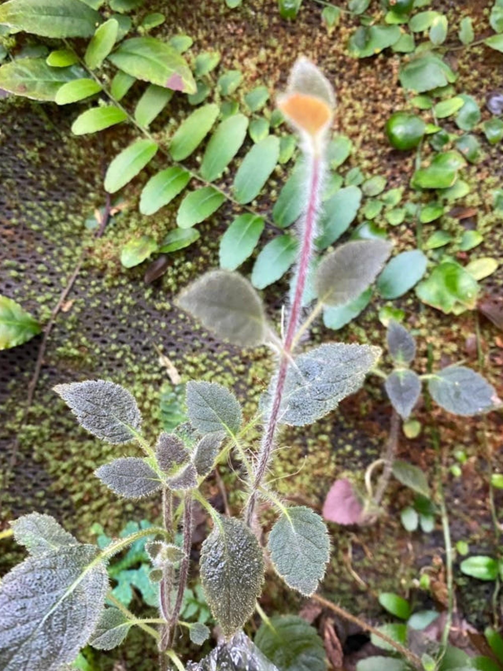 Kohleria Villosa cutting