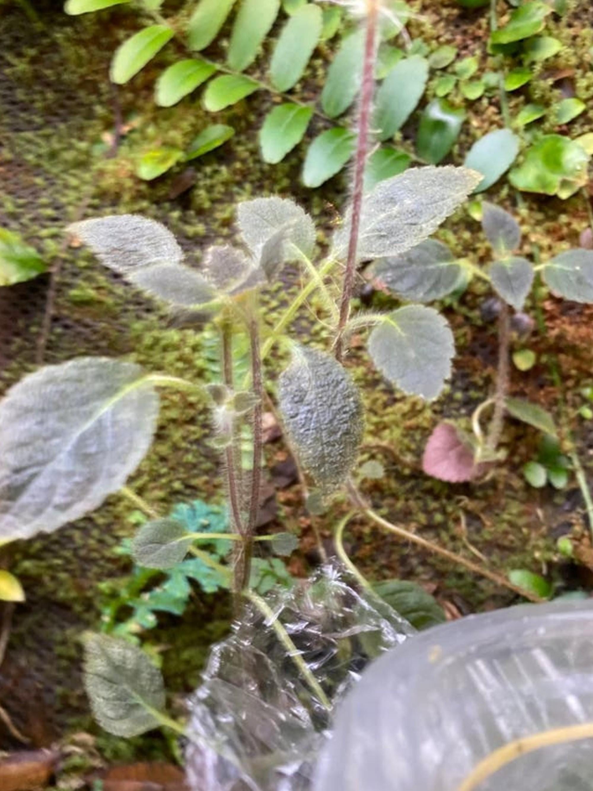 Kohleria Villosa cutting