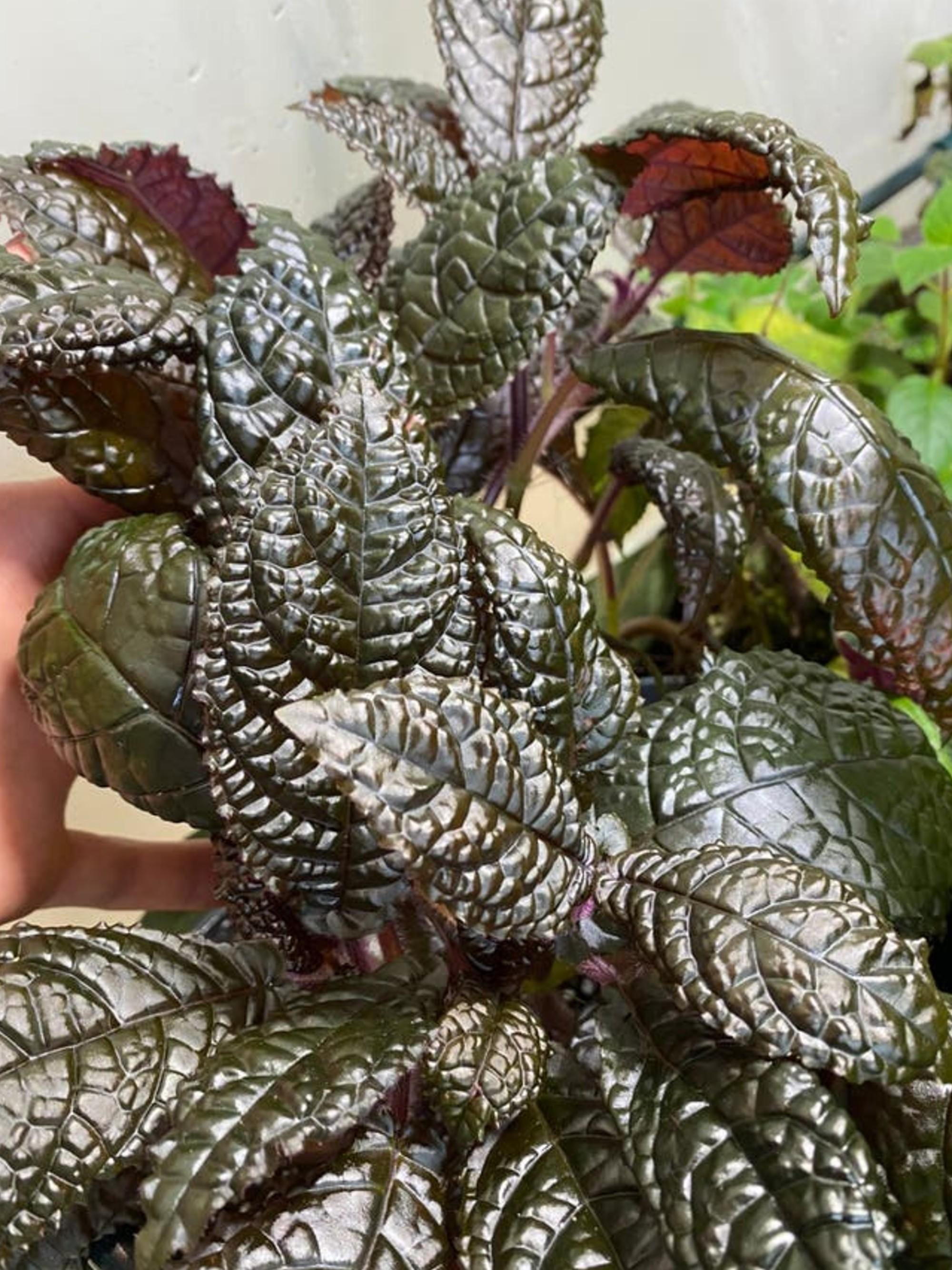 Nautilocalyx Bullatus cutting