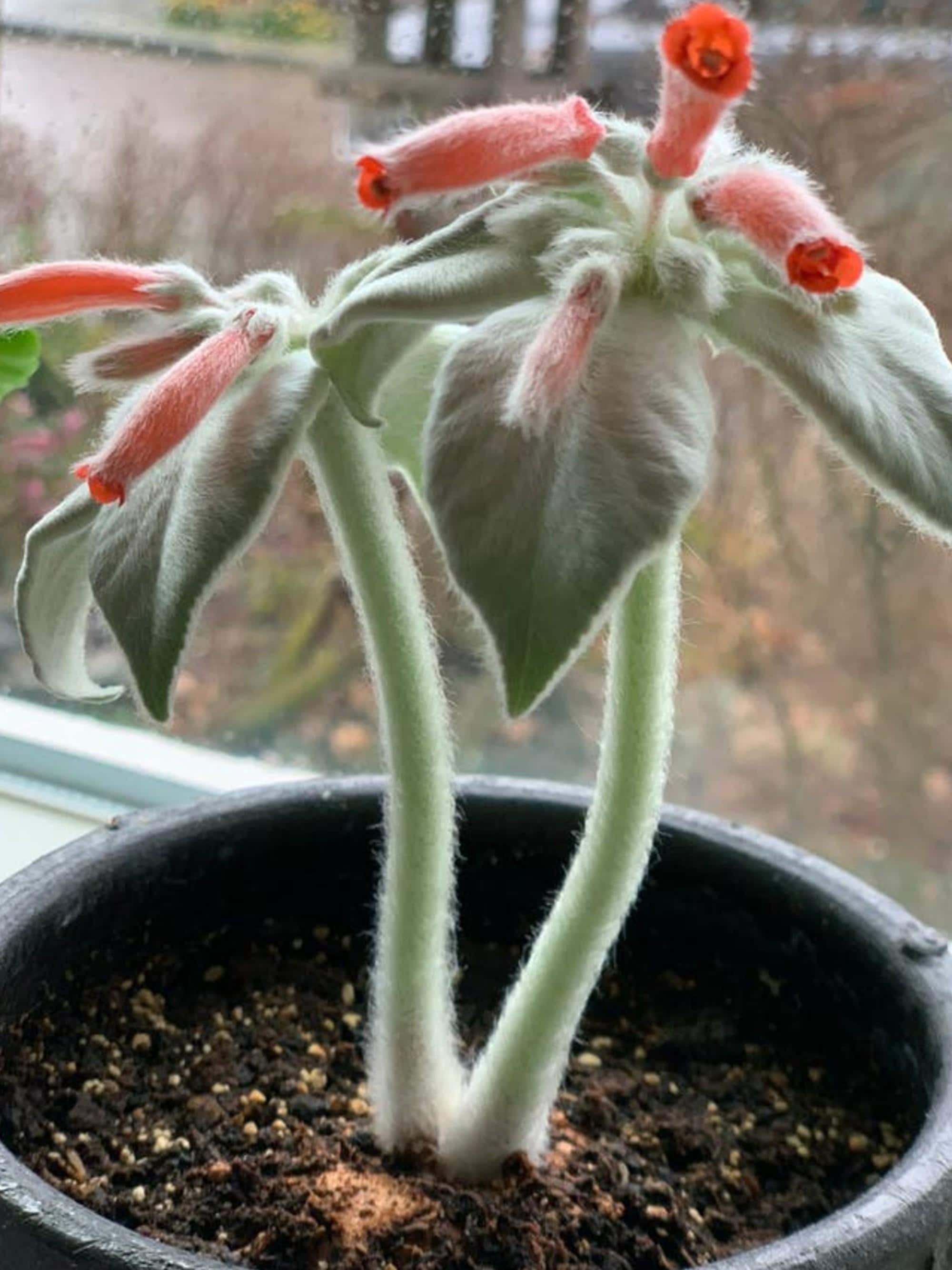 Sinningia Leucotricha Brazilian Edelweiss cutting