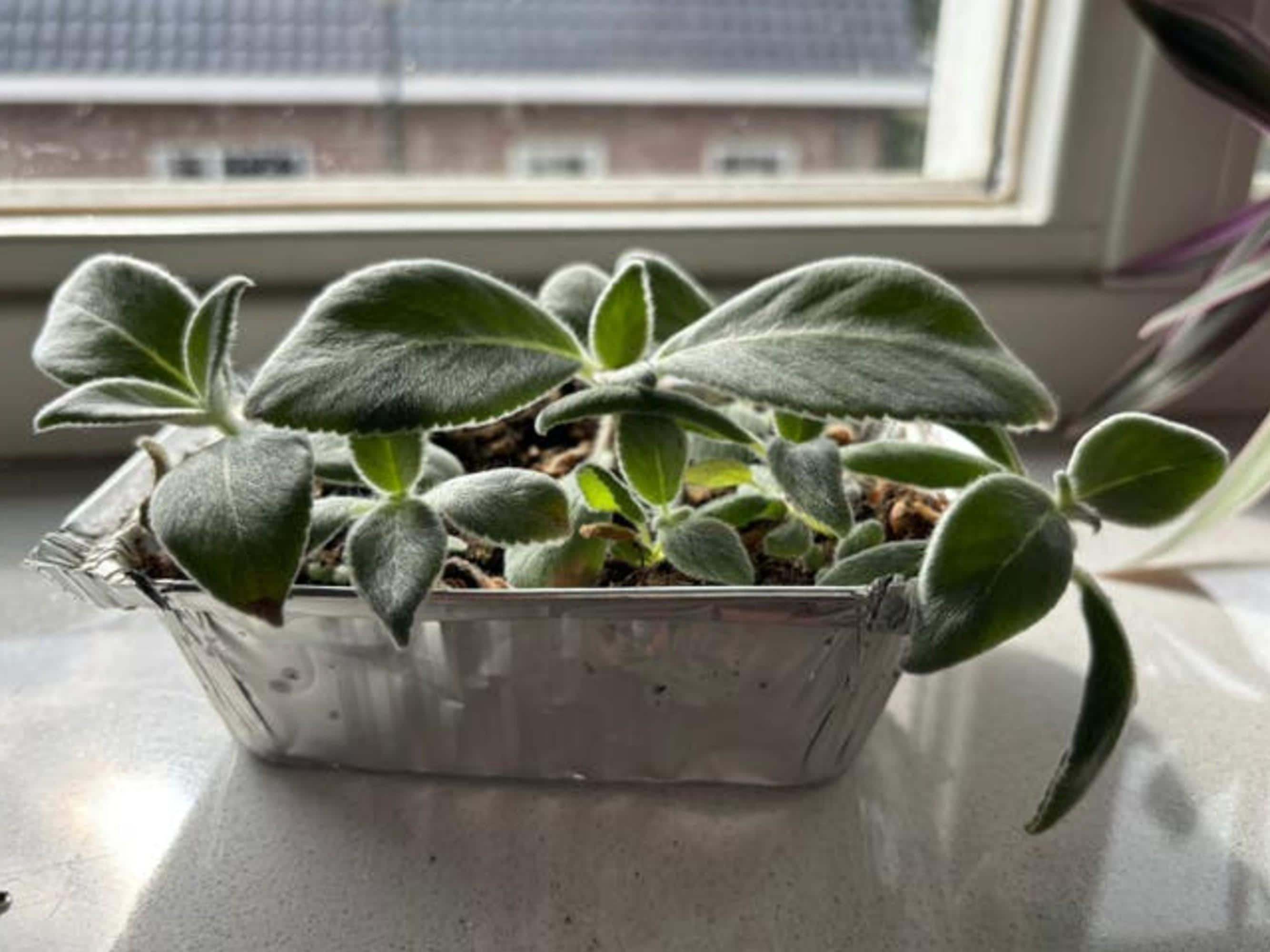 Sinningia Leucotricha Brazilian Edelweiss cutting