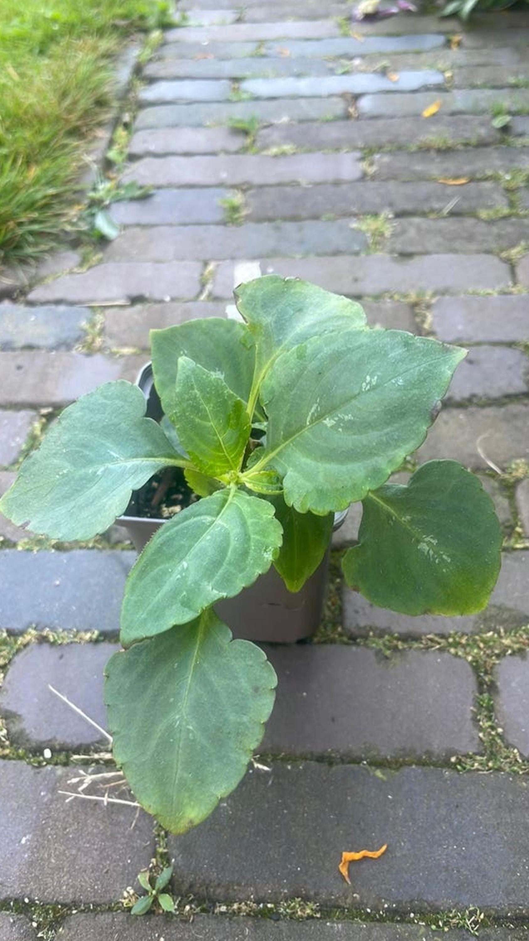 Impatiens Mackeyana cutting