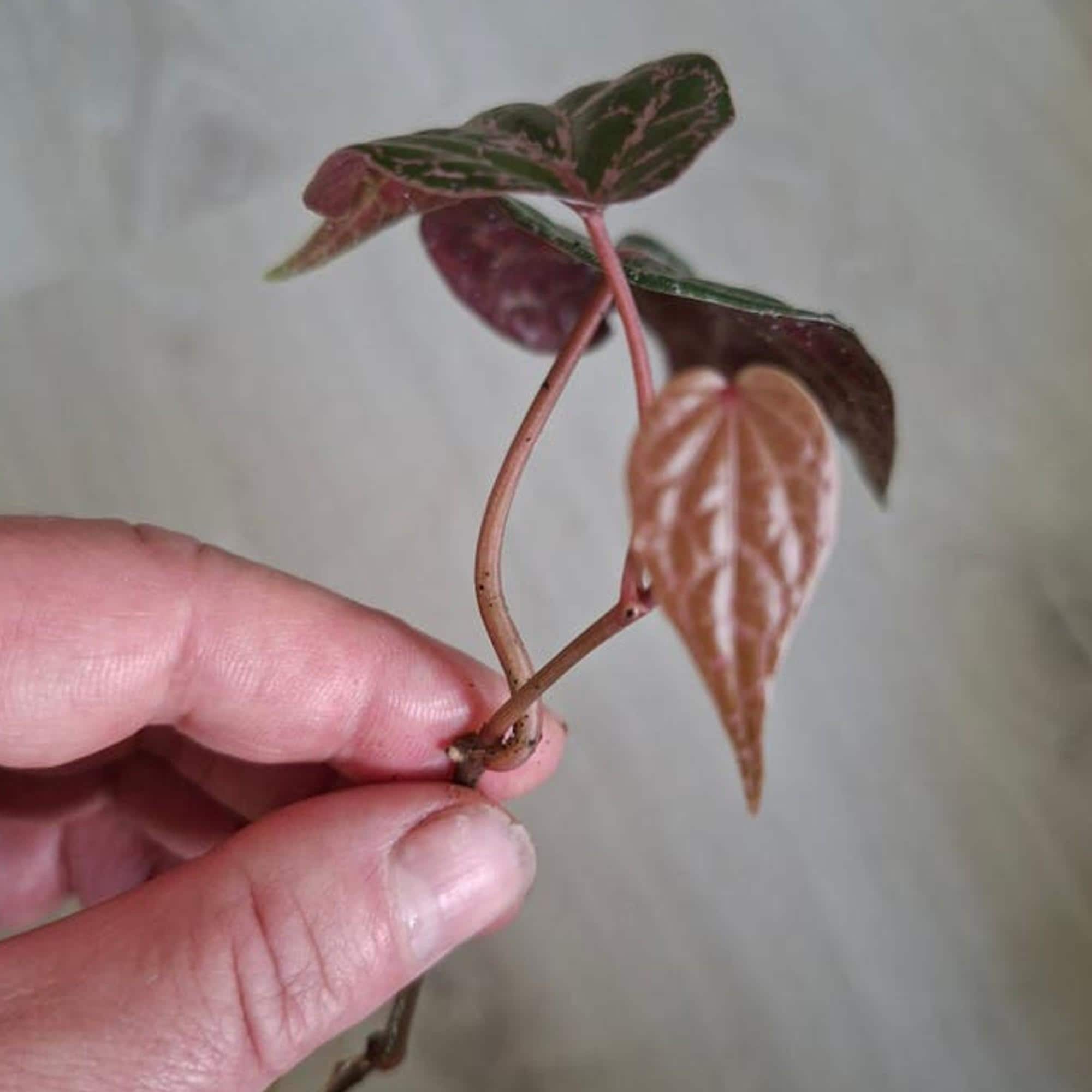 Piper Crocatum Ornatum cutting