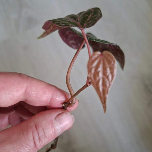 Piper Crocatum Ornatum cutting