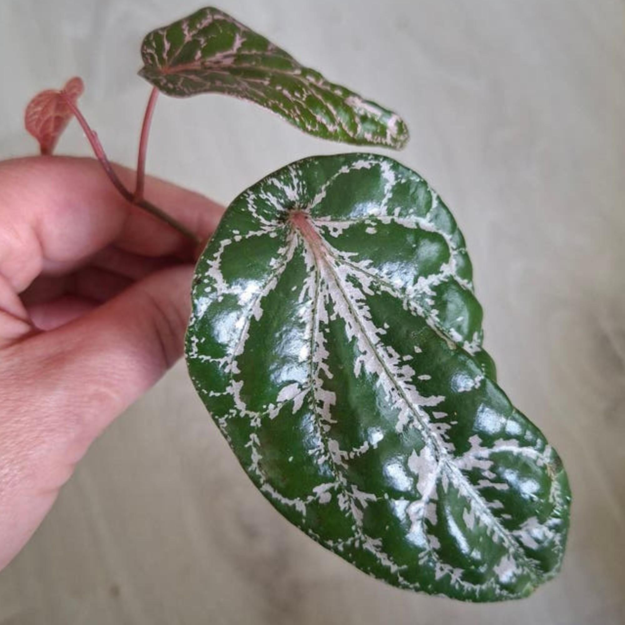 Piper Crocatum Ornatum cutting