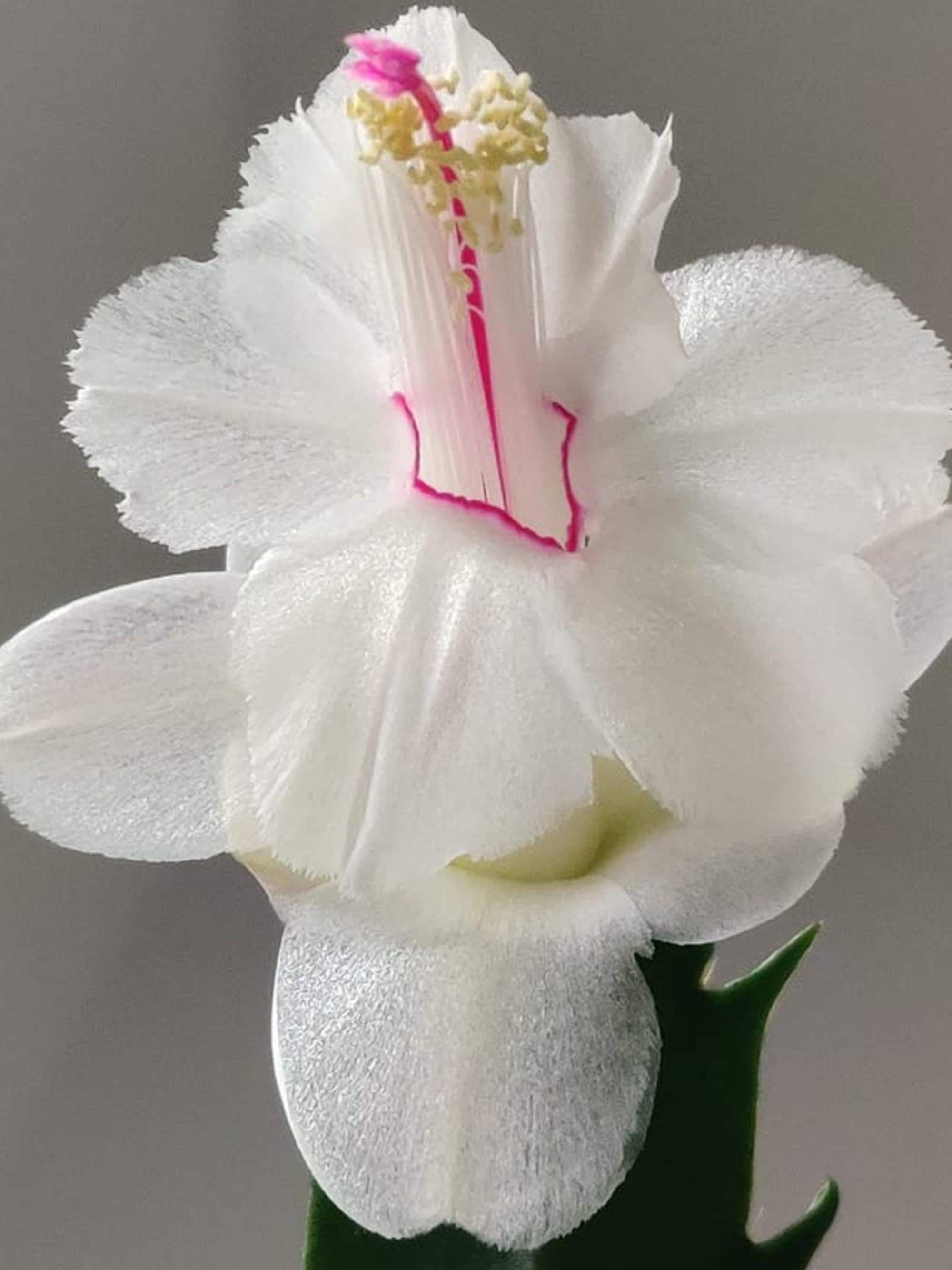 Schlumbergera Powder Snow cutting