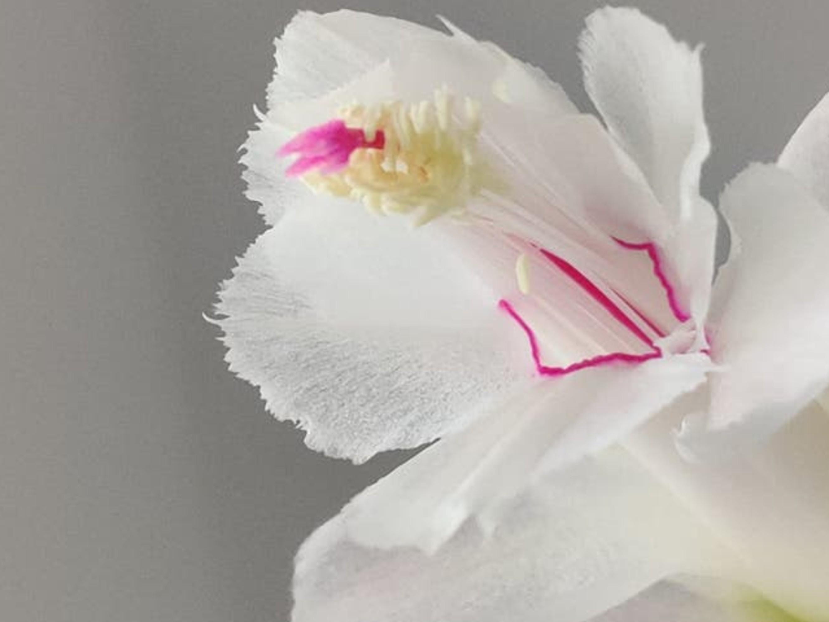 Schlumbergera Powder Snow cutting