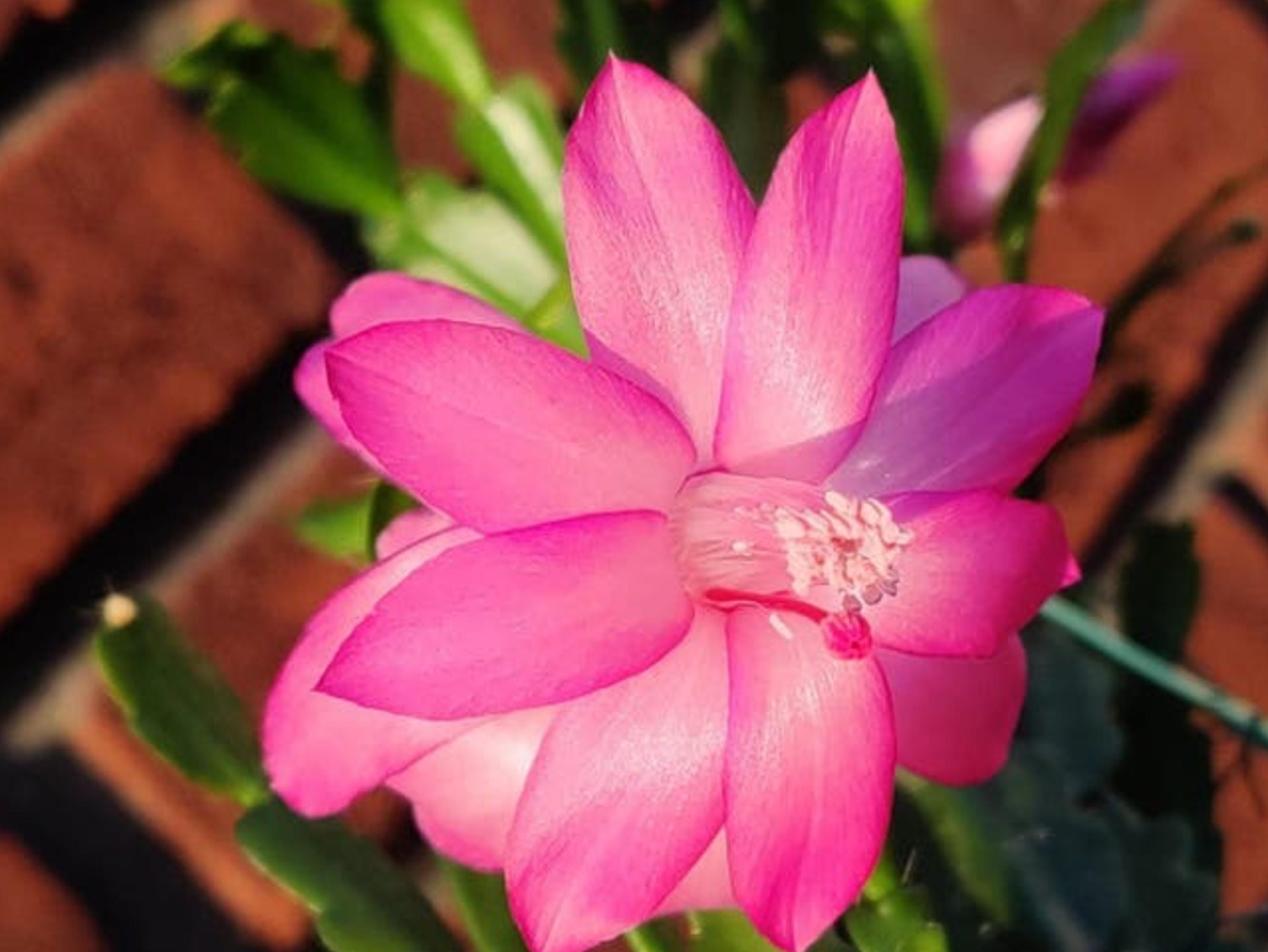 Schlumbergera Buckleyi Christmas Bells cutting