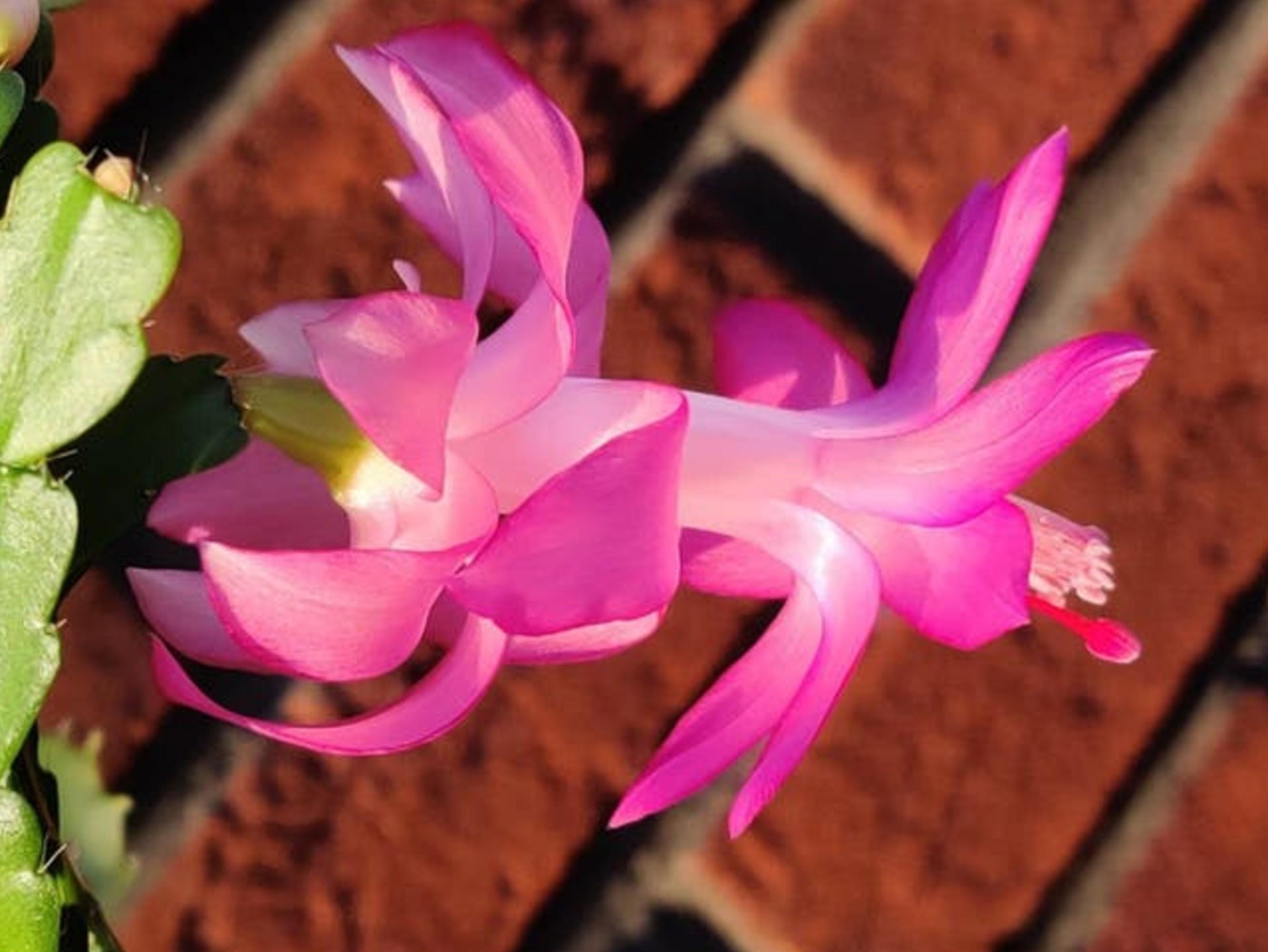 Schlumbergera Buckleyi Christmas Bells cutting