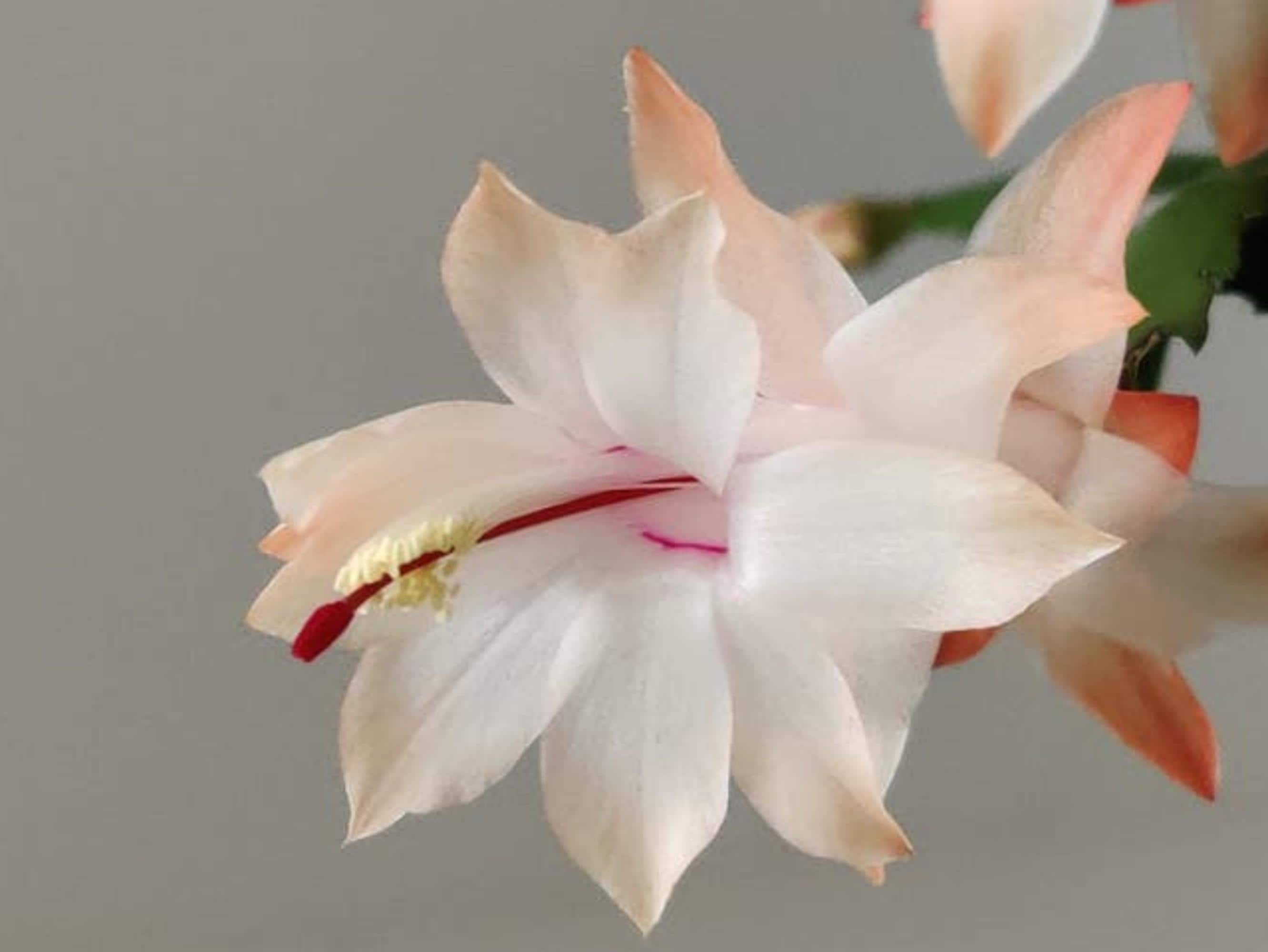 Schlumbergera Moonlight Fantasy cutting