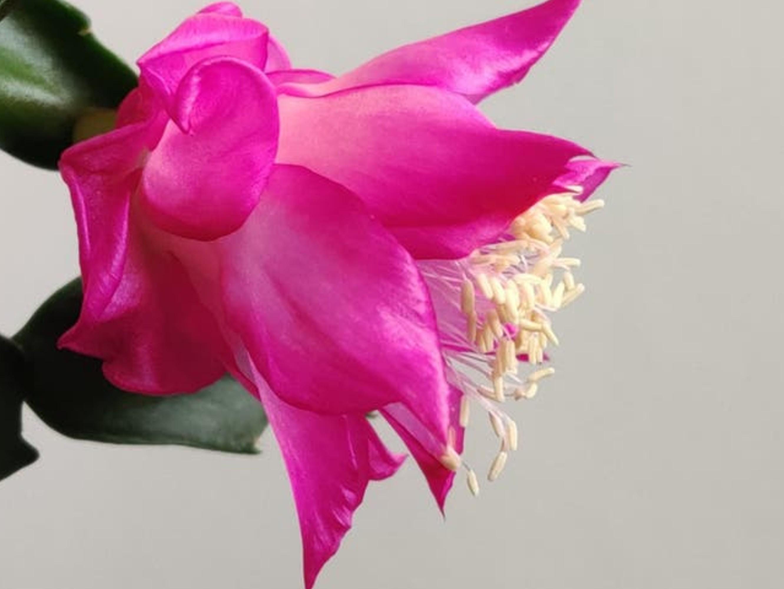 Schlumbergera Cherry Rose cutting