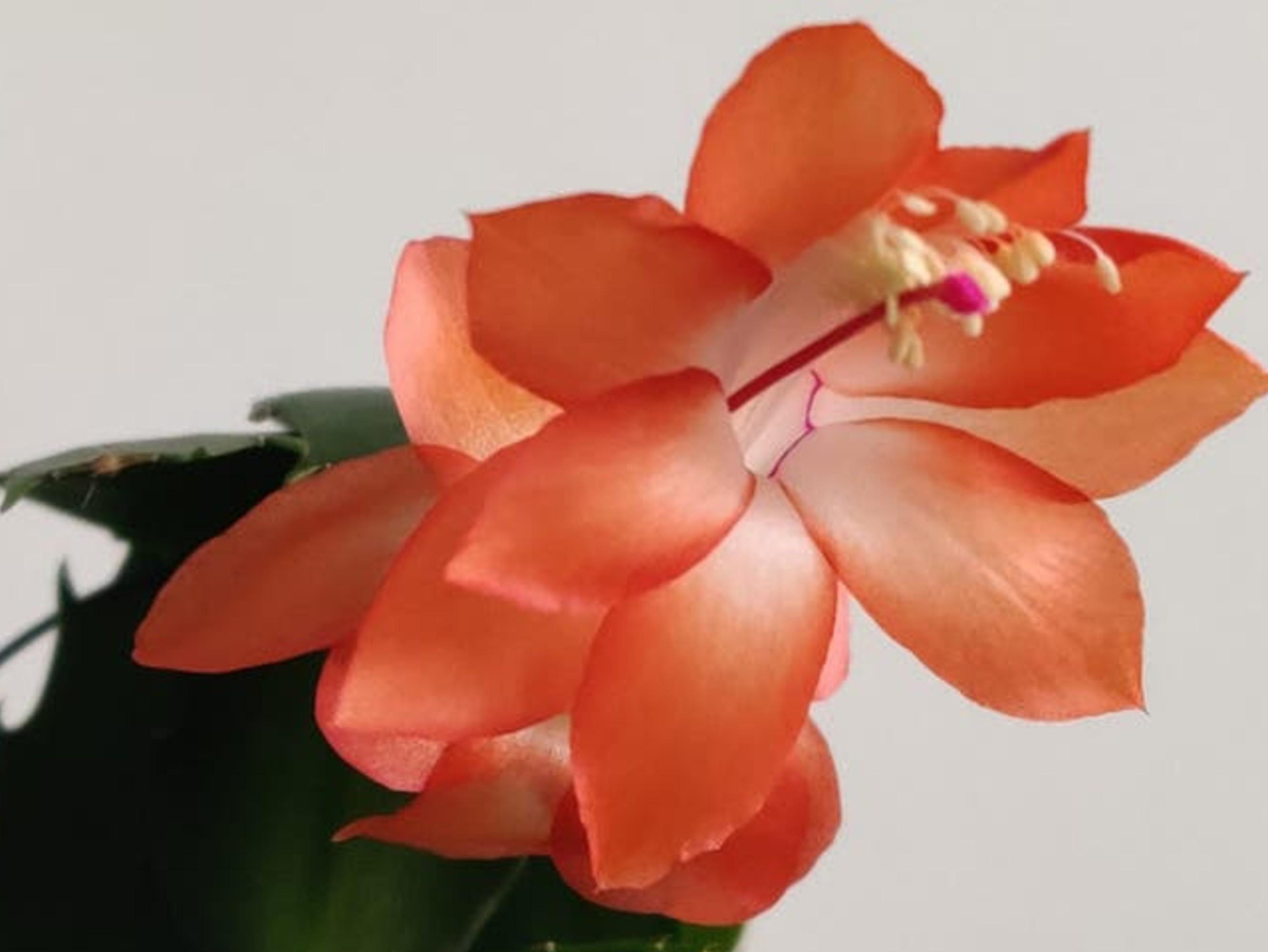 Schlumbergera Musette cutting
