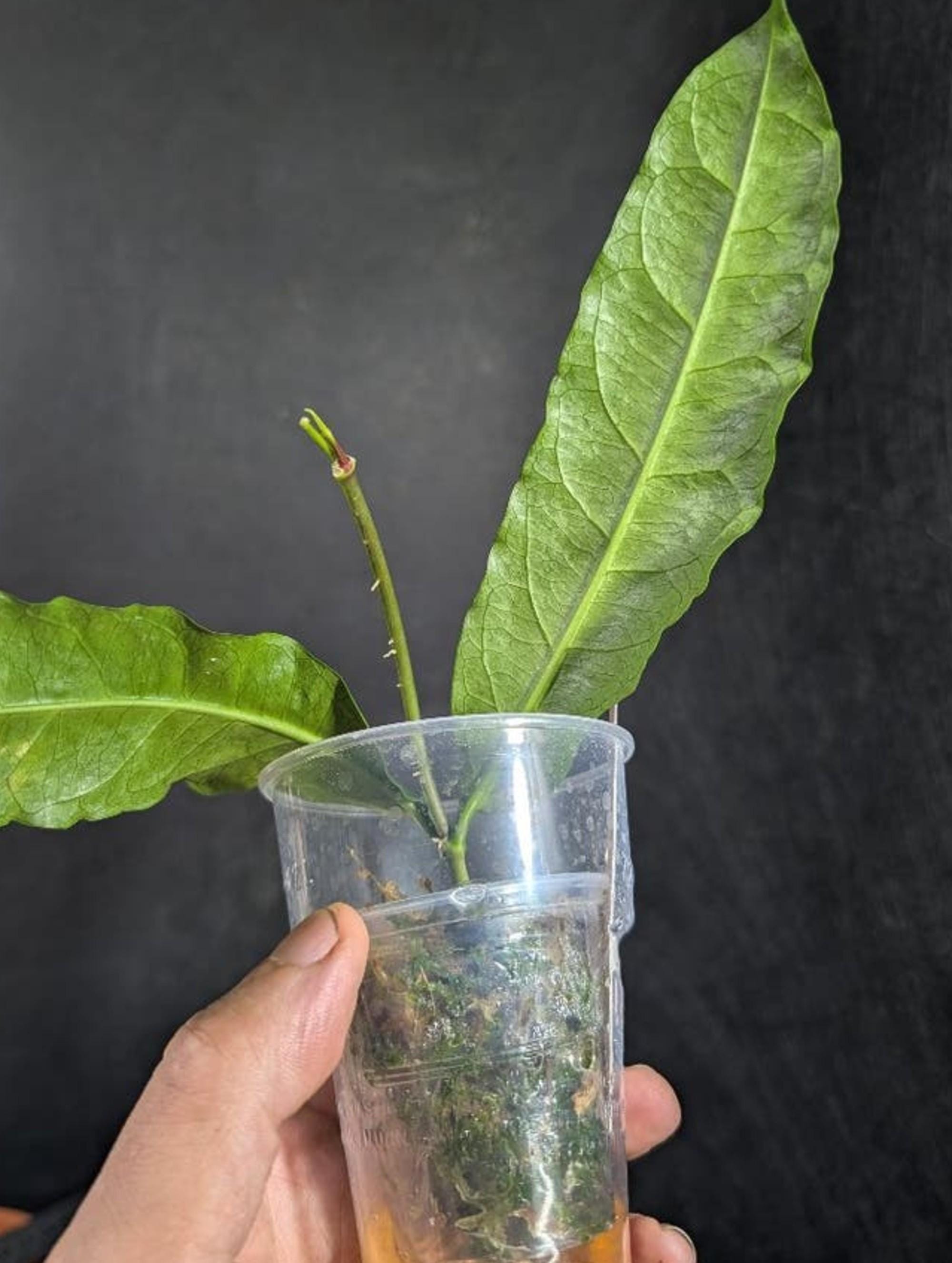 Hoya Amrita cutting