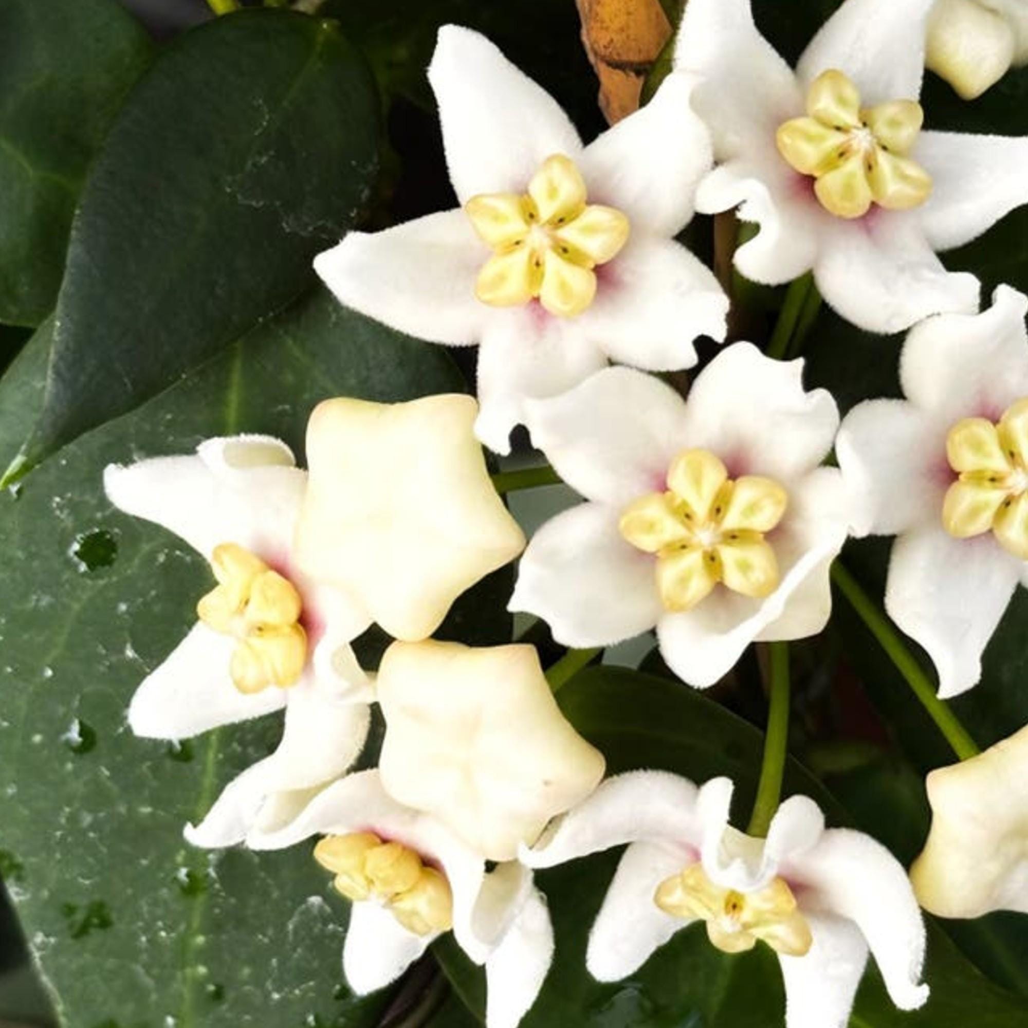 Hoya Carrii cutting