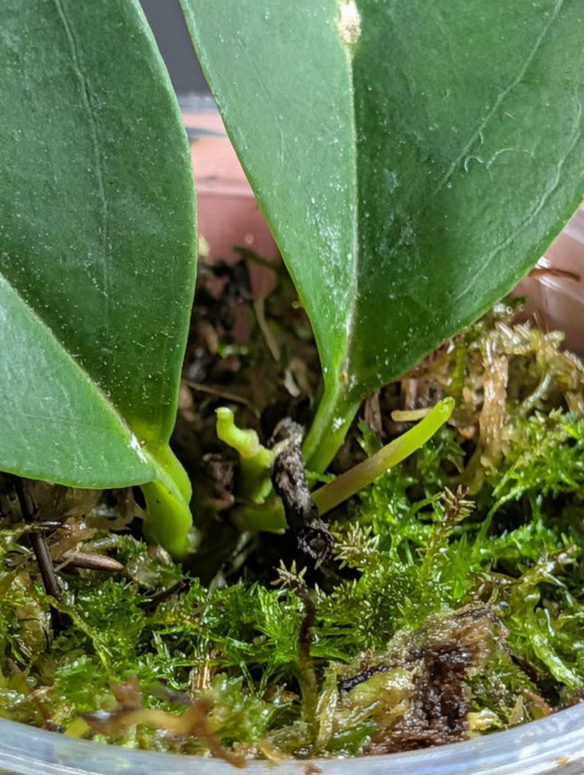 Hoya Chloroleuca cutting