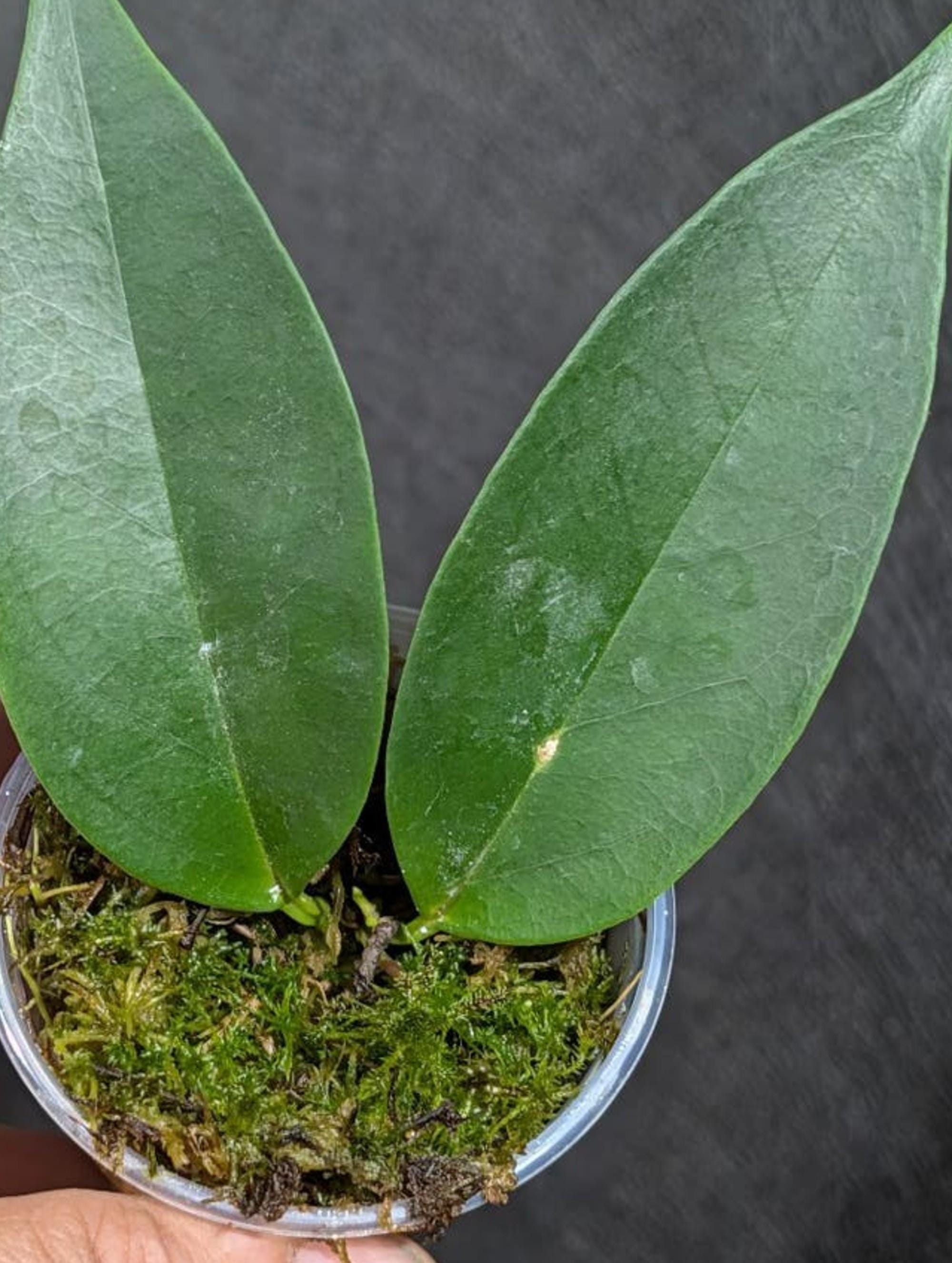 Hoya Chloroleuca cutting