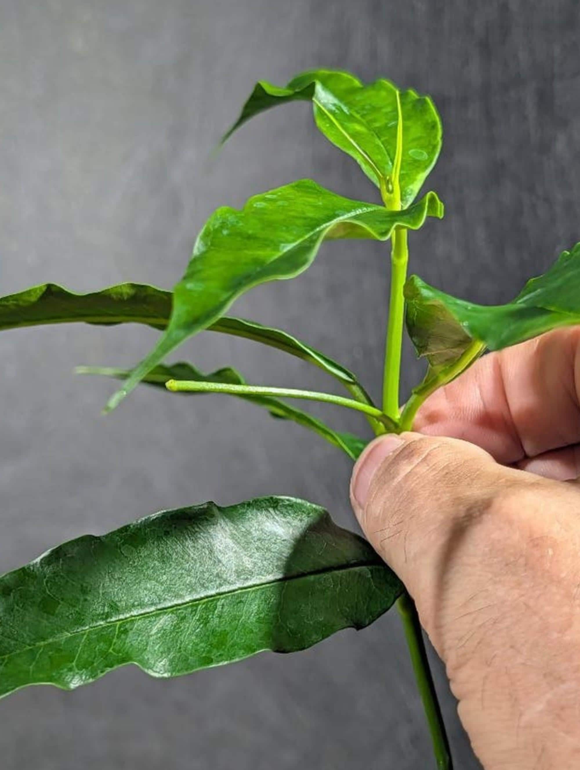 Hoya Irisae cutting