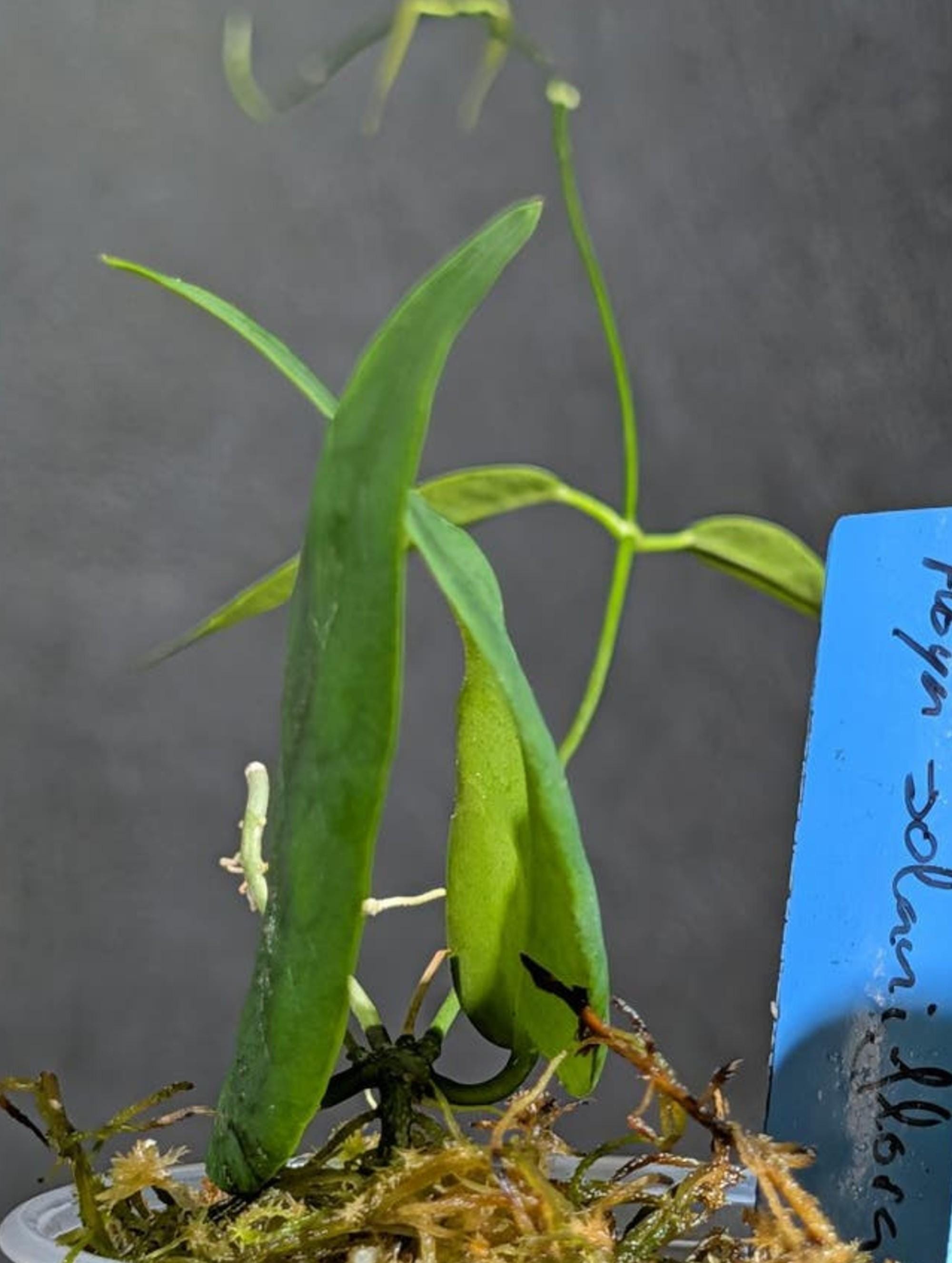 Hoya Solaniflora cutting