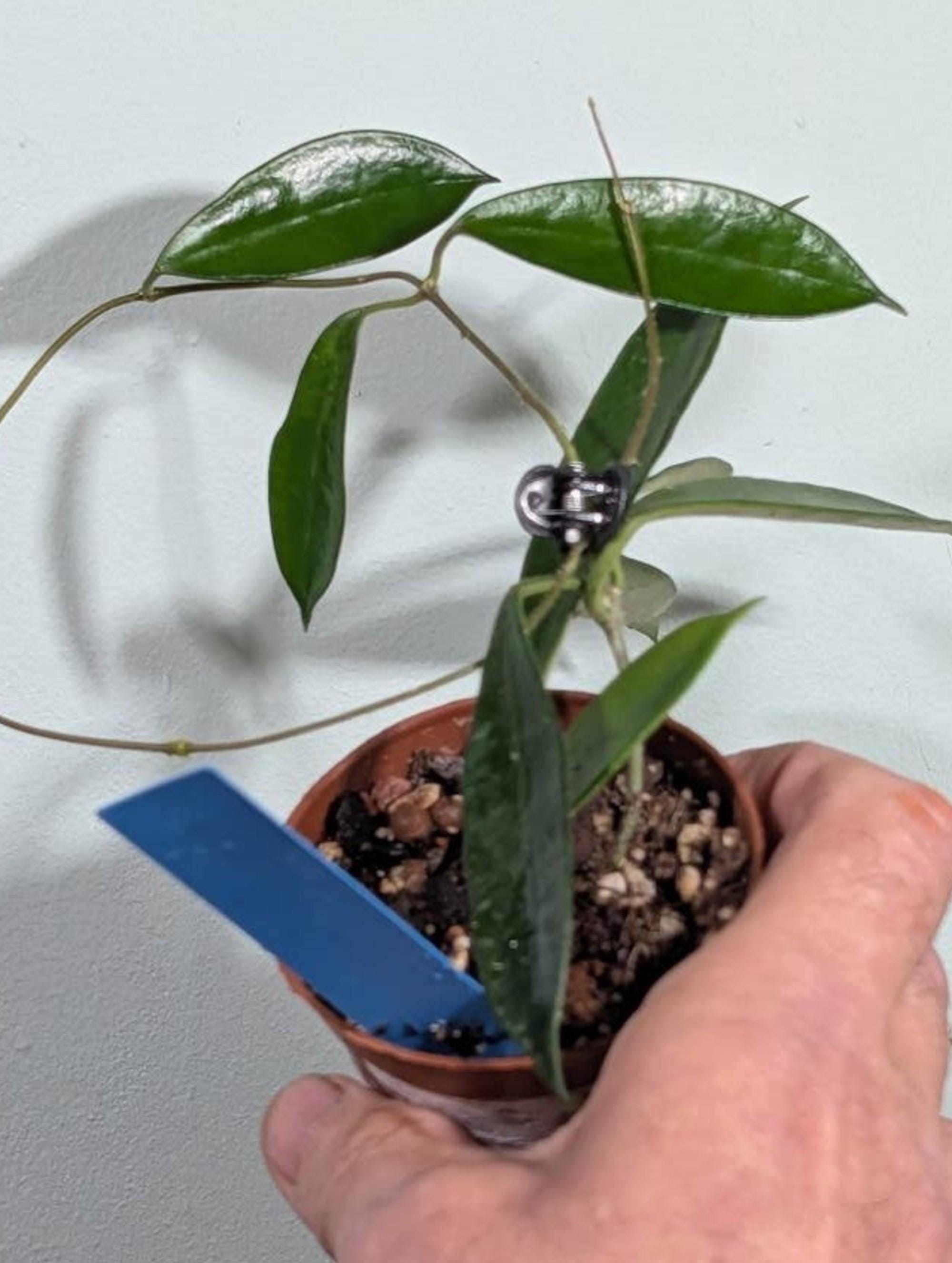 Hoya Stoneana cutting