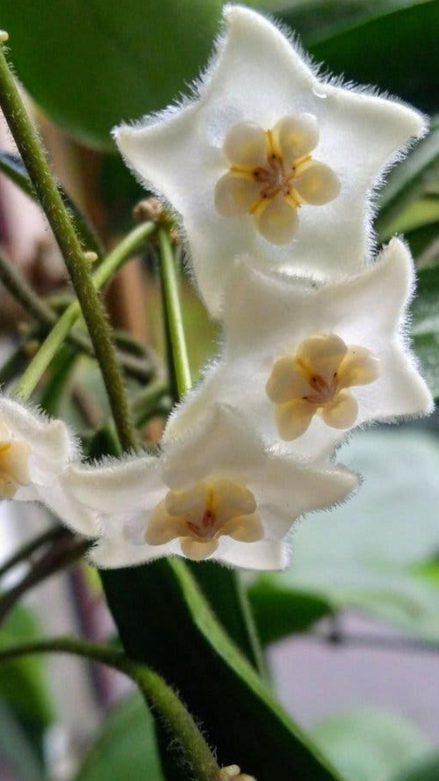 Hoya Stoneana cutting