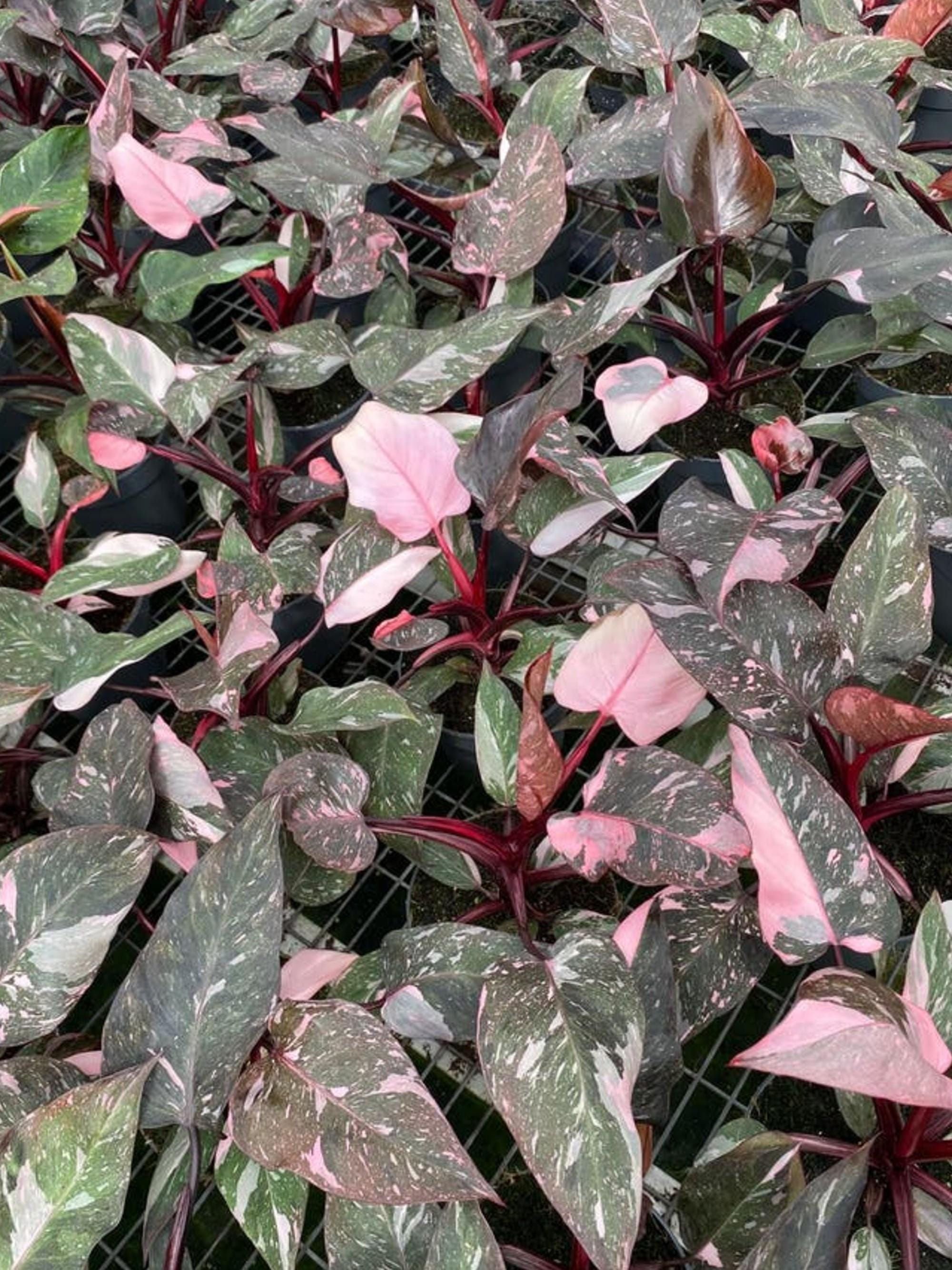 Philodendron Pink Princess Marble cutting