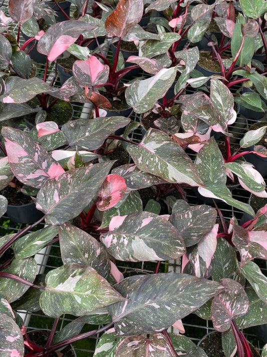 Philodendron Pink Princess Marble cutting