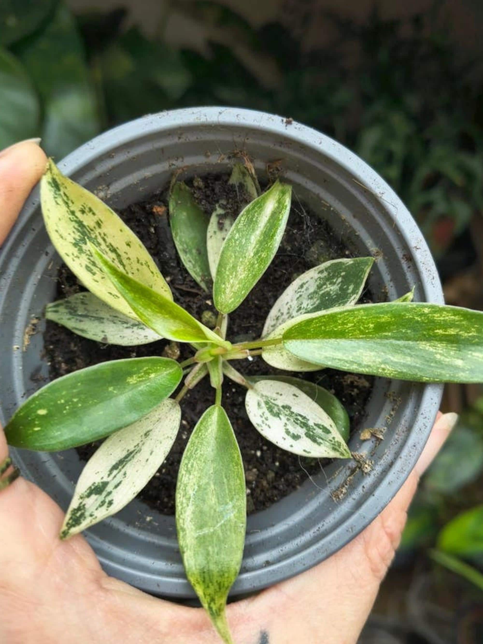 Philodendron Joepii Nebula Grokii cutting