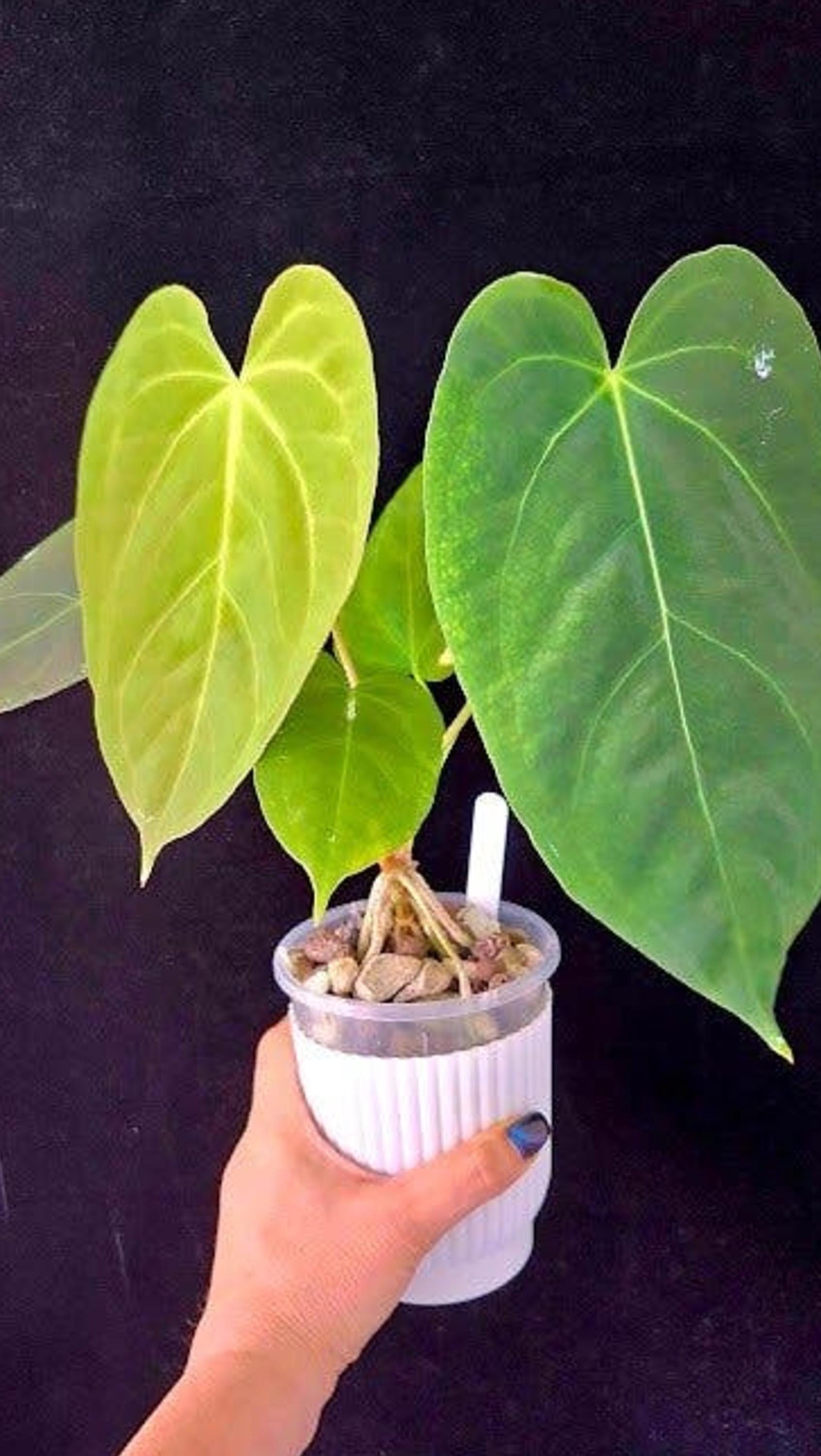 Anthurium Super Silver cutting