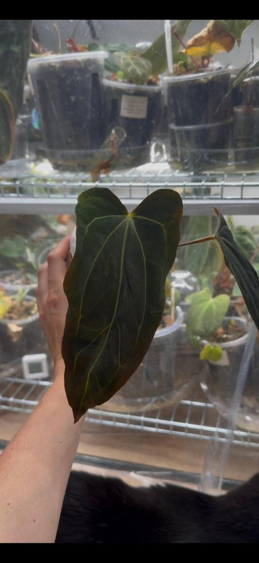 Anthurium Port Dorito cutting