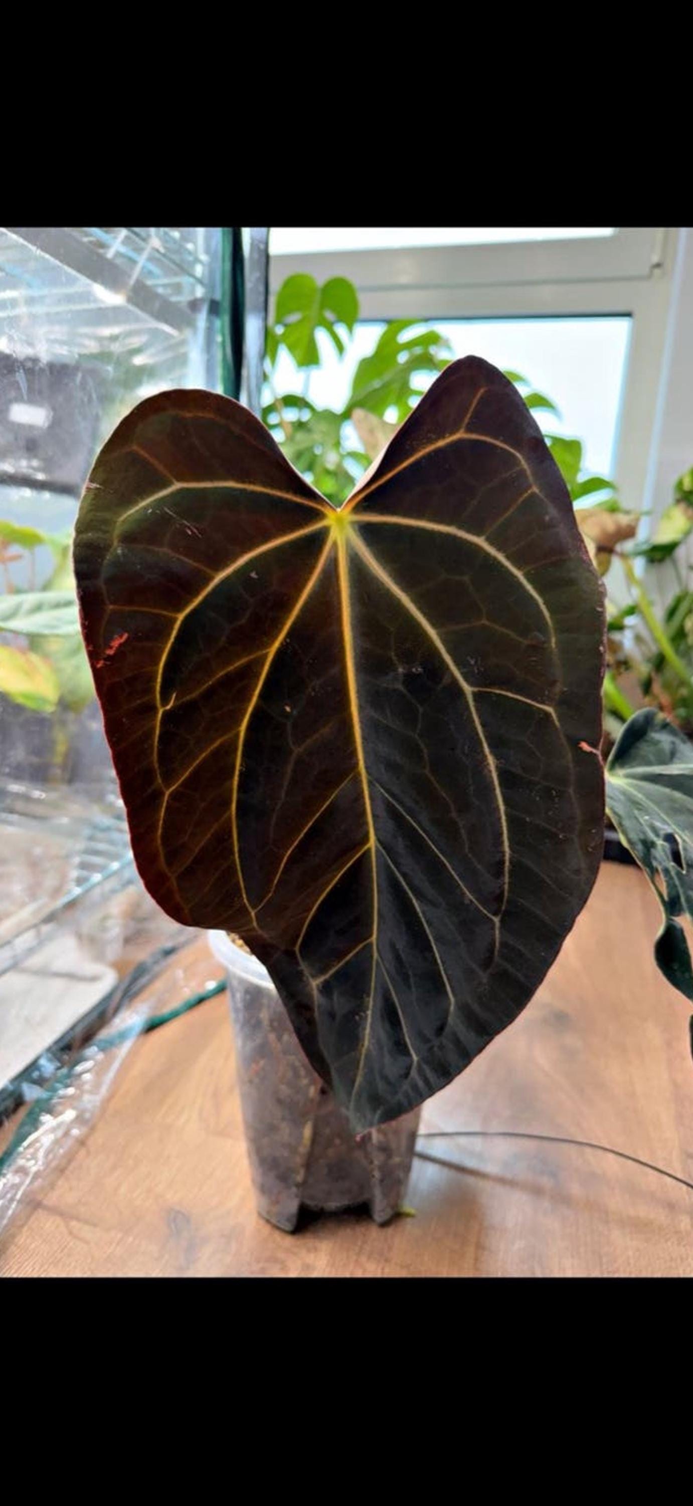 Anthurium Port Dorito cutting