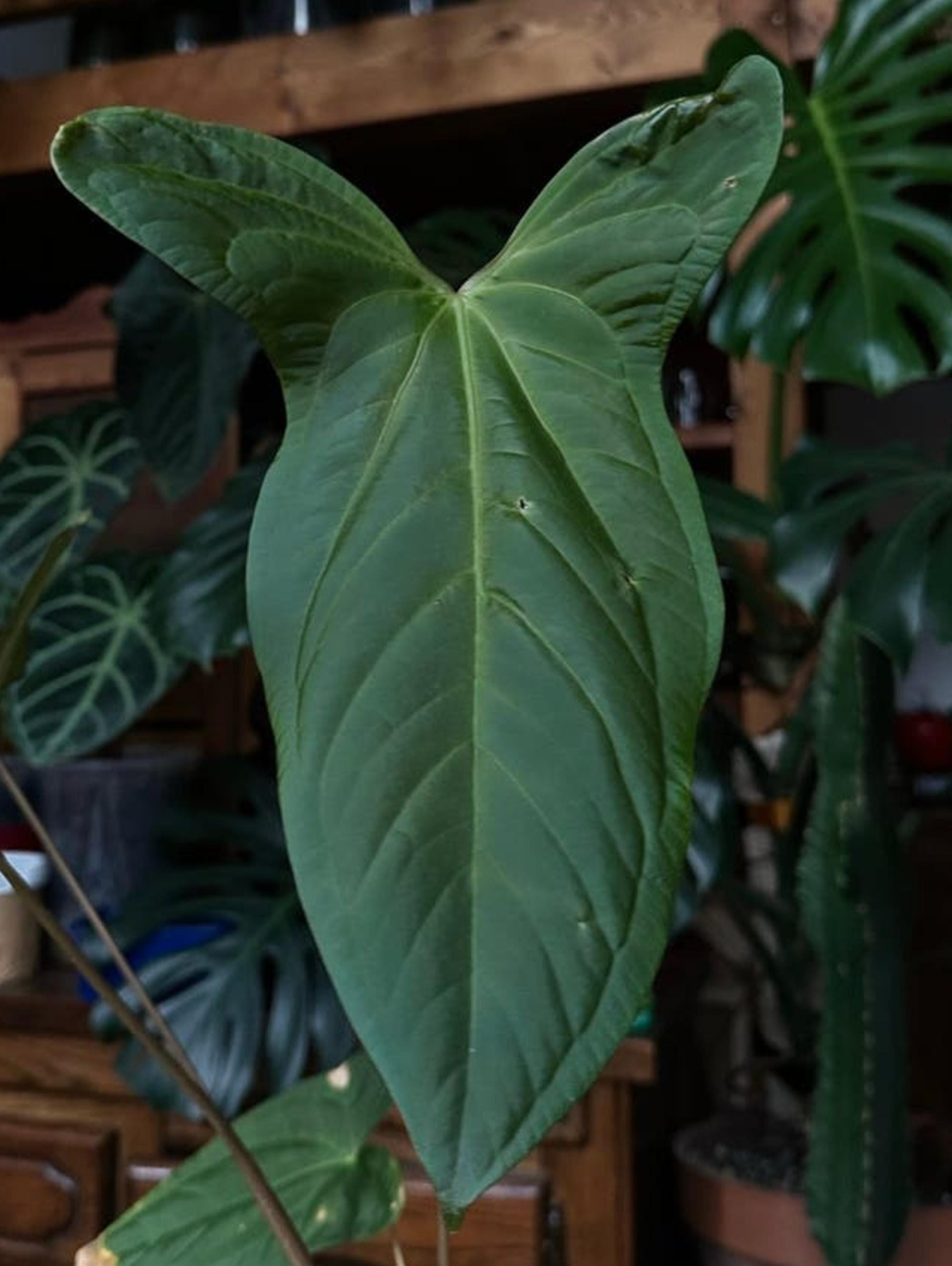 Anthurium Papillilaminum Ruby cutting