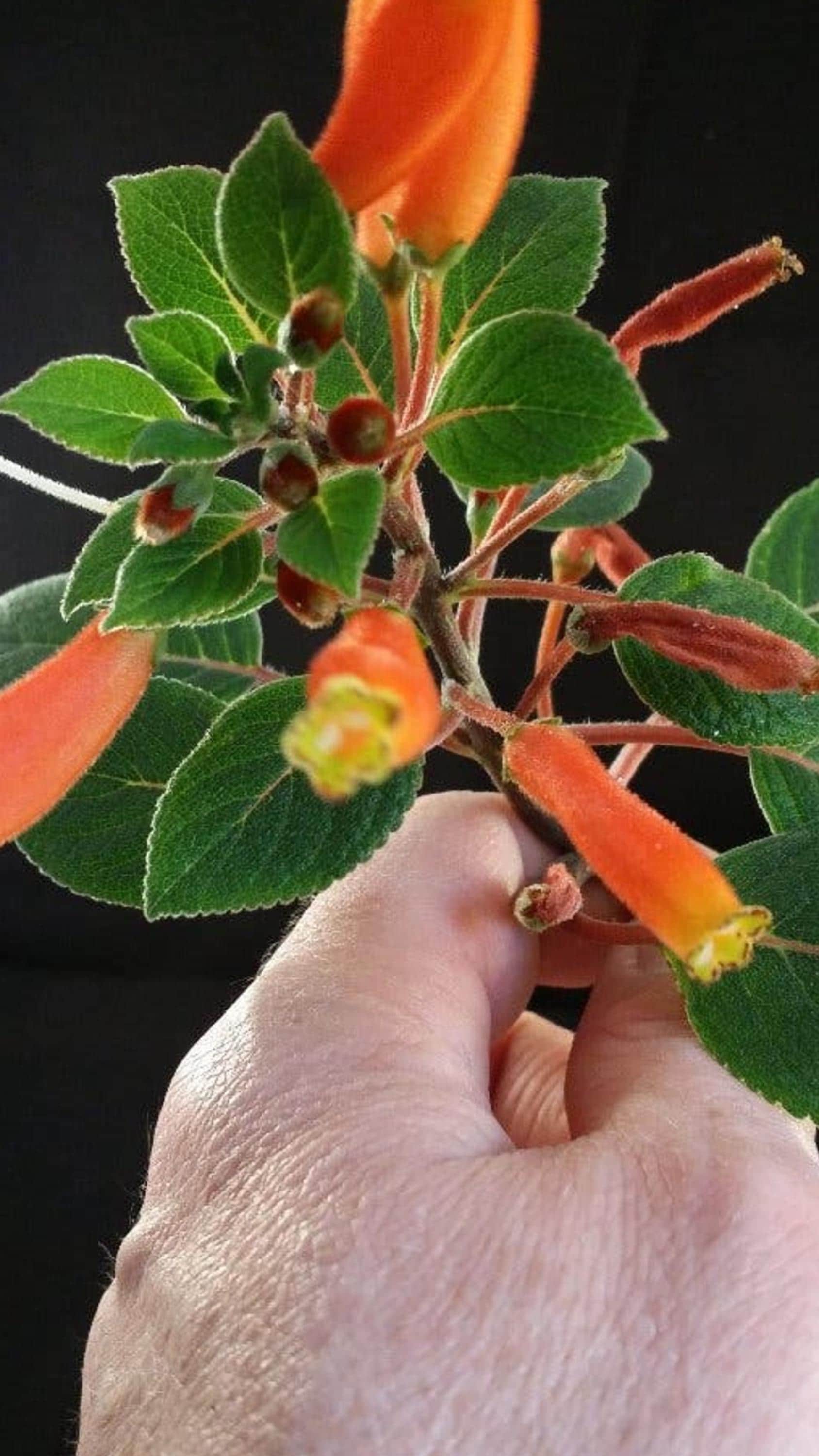 Kohleria Tubiflora cutting