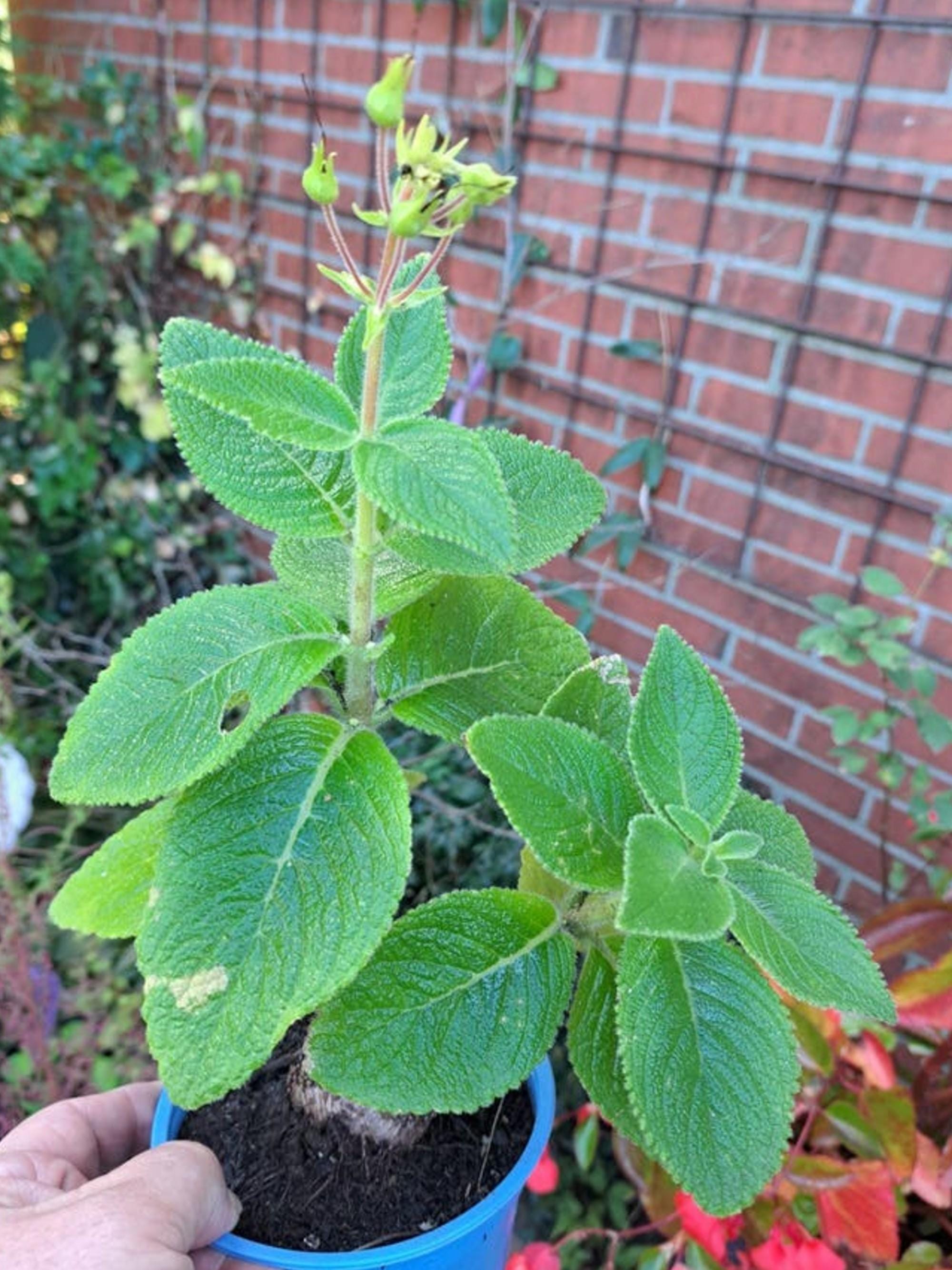 Sinningia Selovii cutting