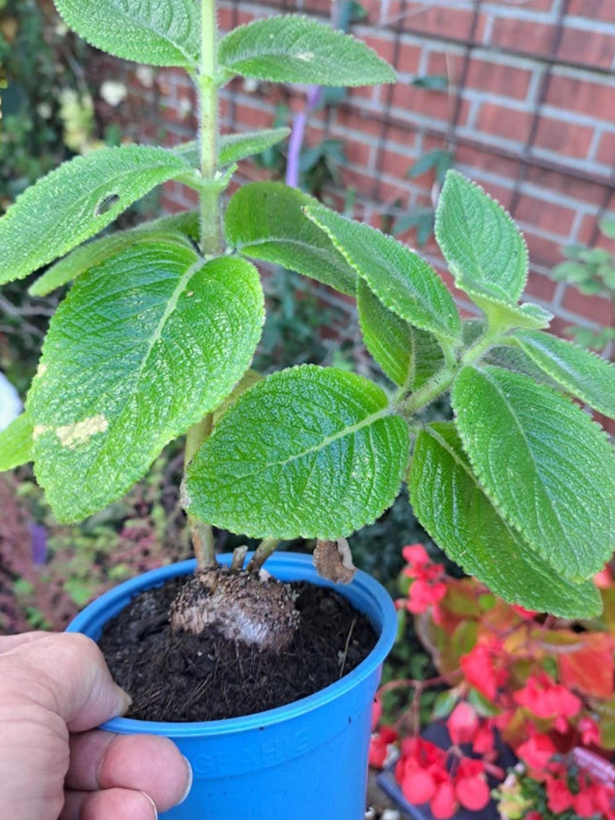 Sinningia Selovii cutting