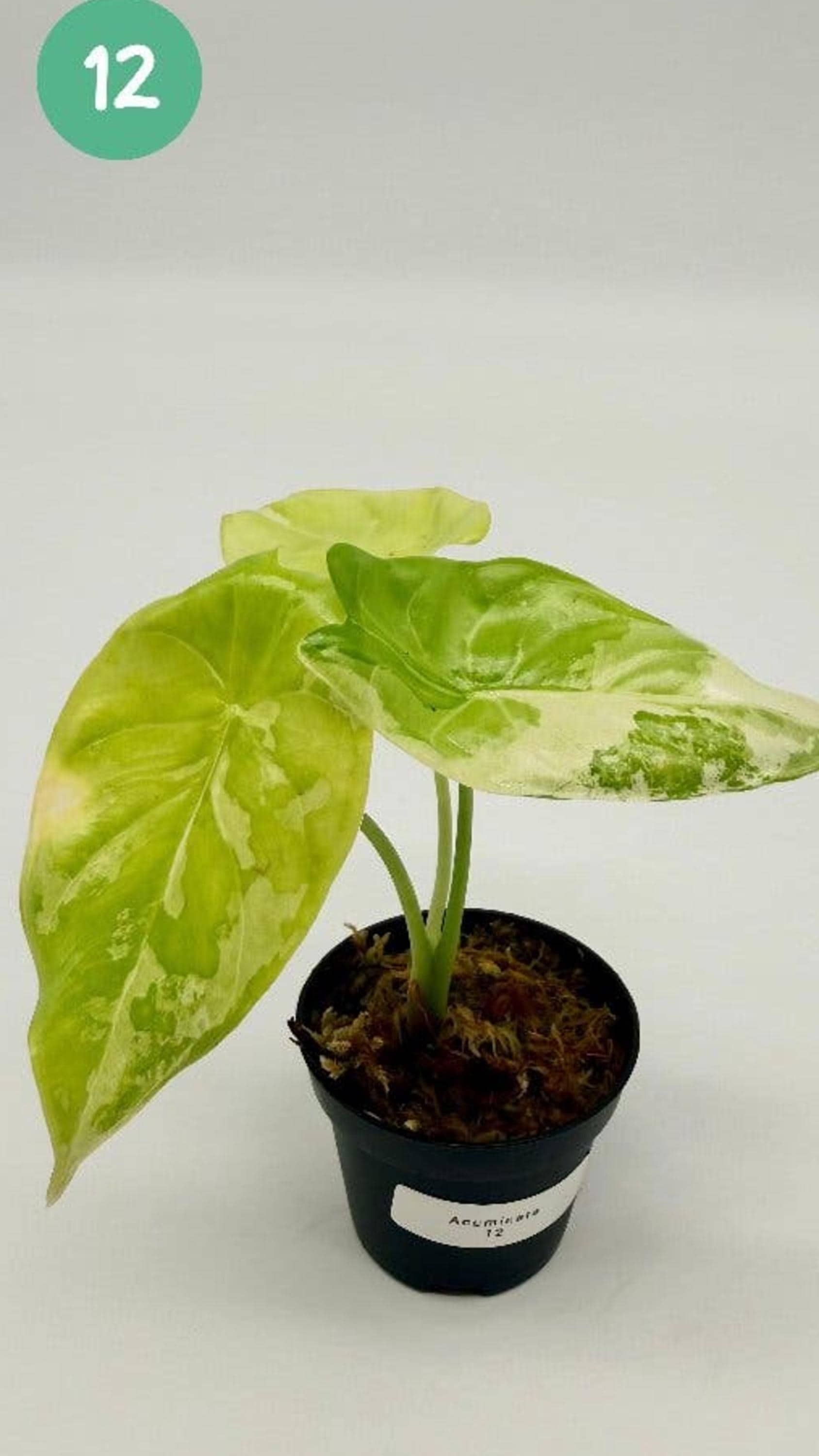 Alocasia Acuminata Albo Variegata bulb
