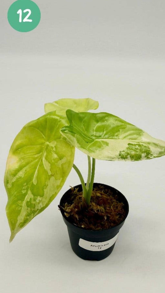 Alocasia Acuminata Albo Variegata bulb
