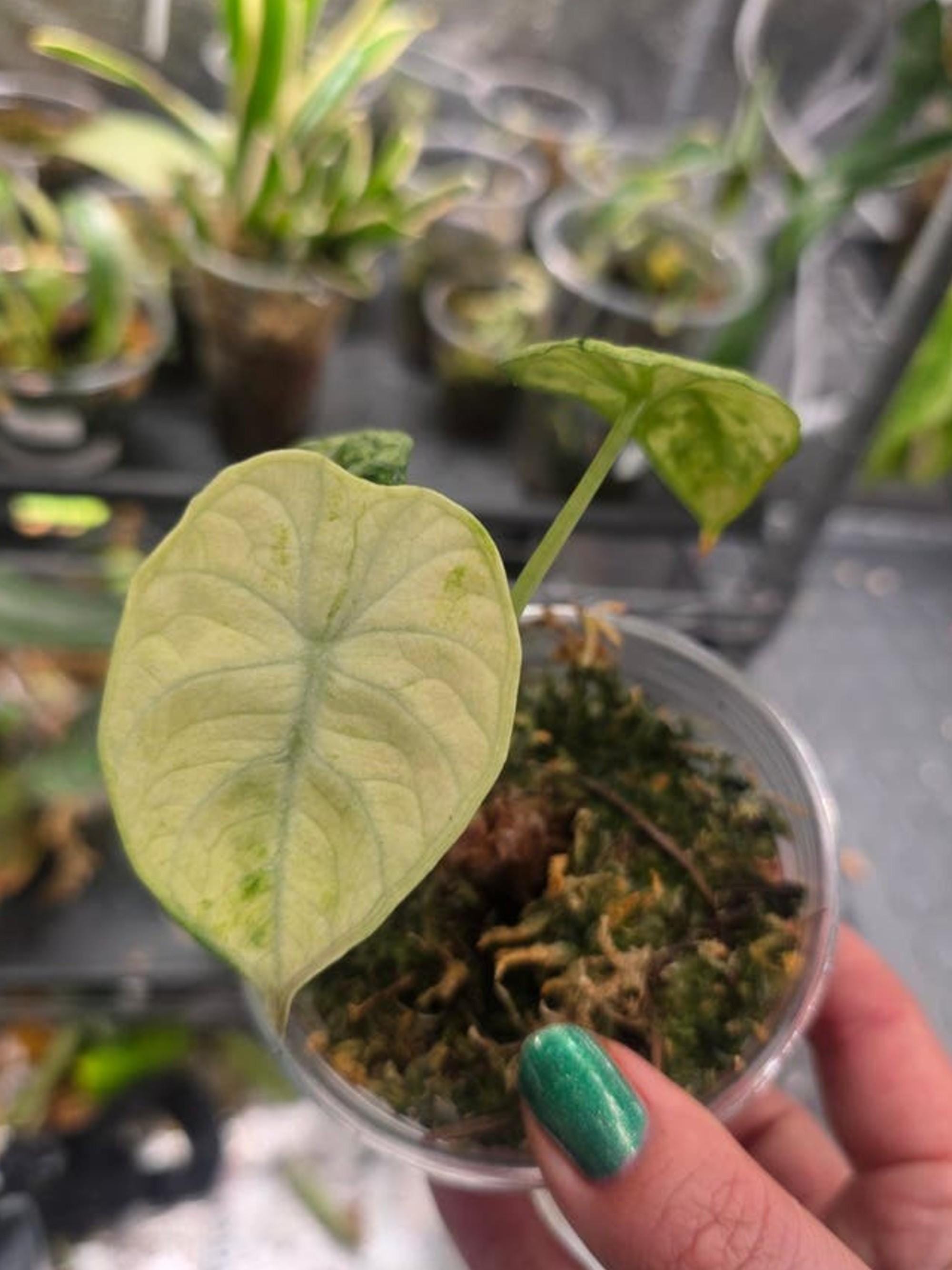 Alocasia Ninja Albo Variegata bulb