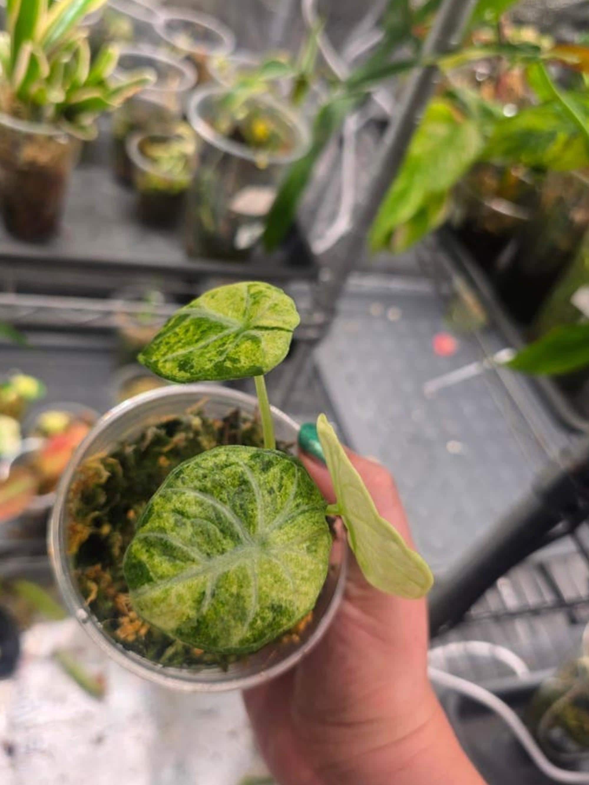 Alocasia Ninja Albo Variegata bulb