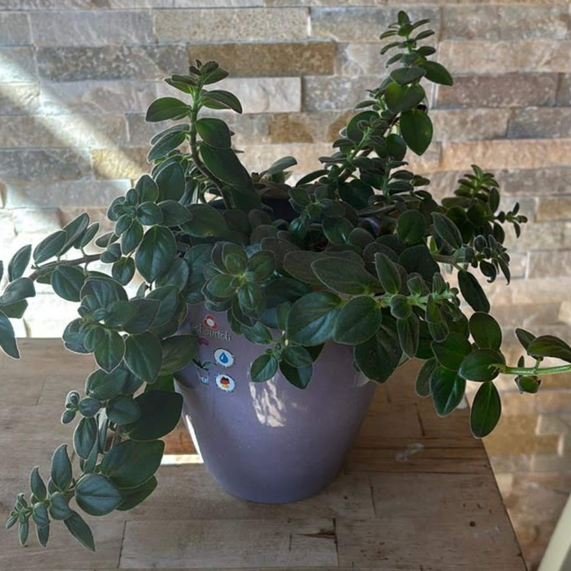 Nematanthus Goldfish Plant cutting