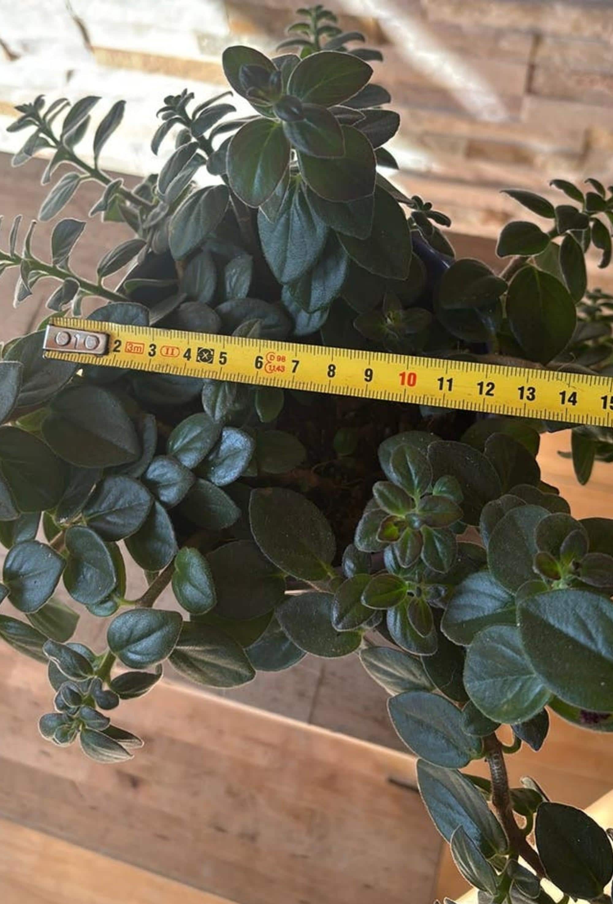 Nematanthus Goldfish Plant cutting