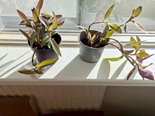 Tradescantia Pallida Purple Cutting – Purple Heart Tradescantia