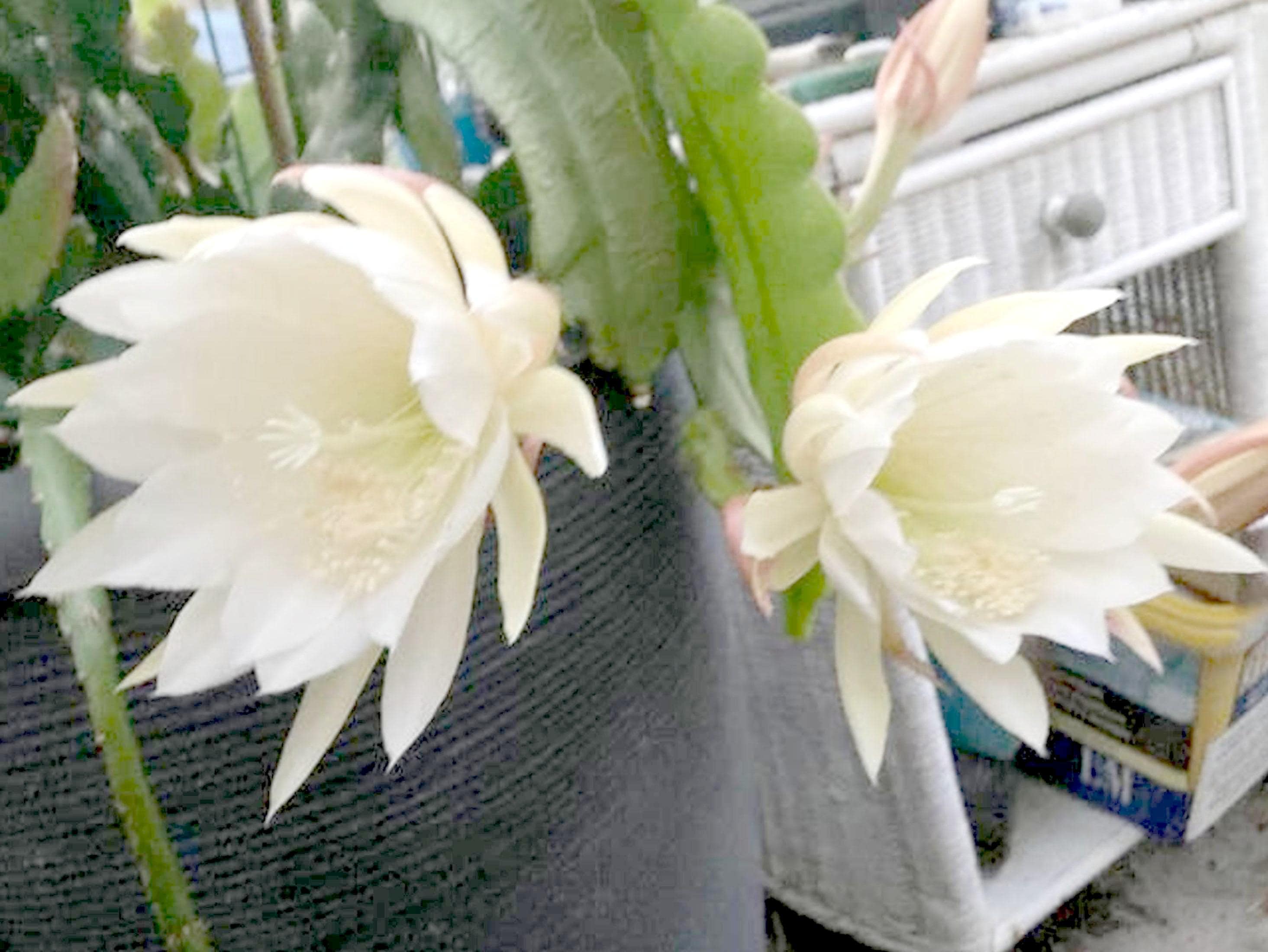 Epiphyllum Elvenbein cutting